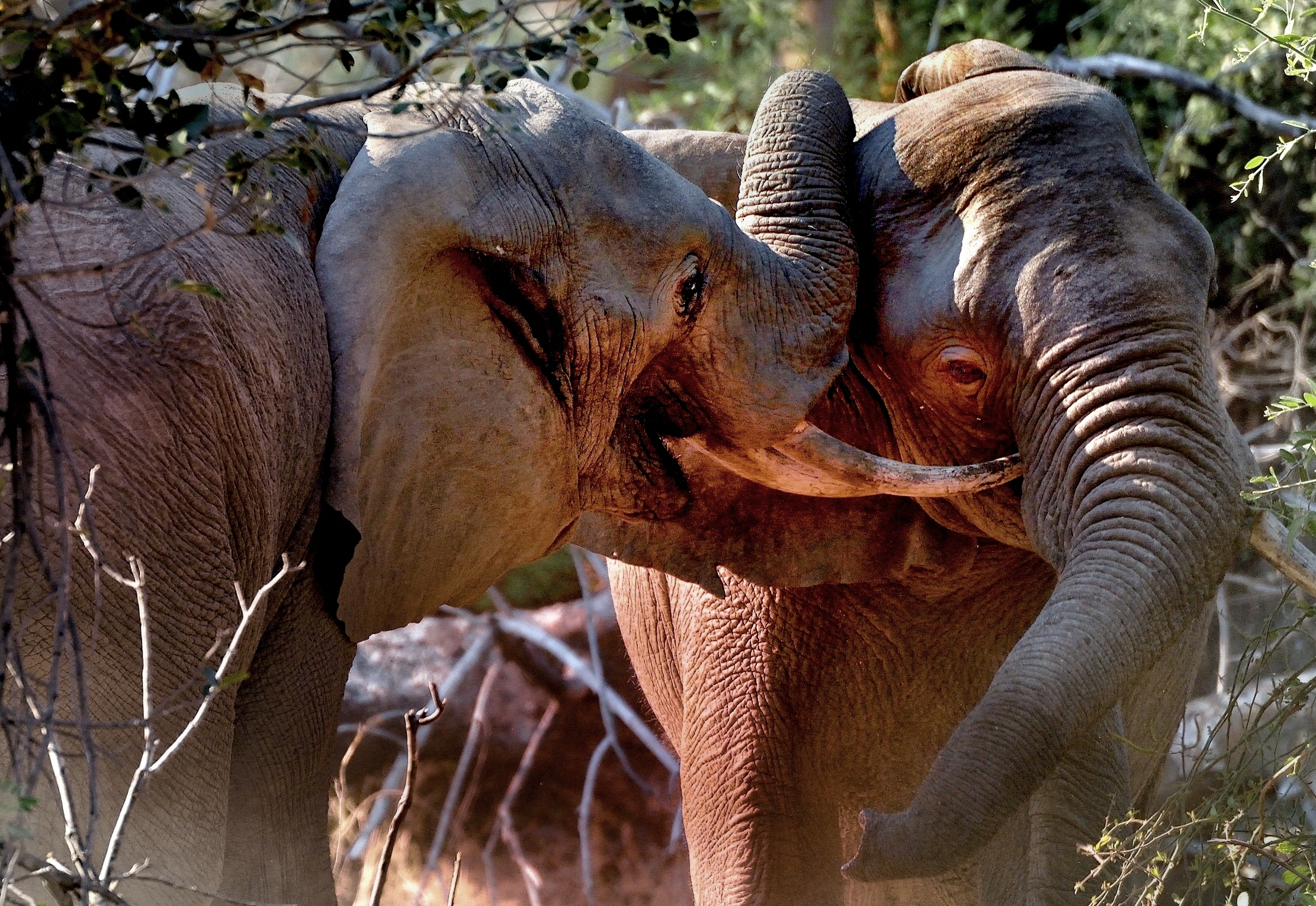 Zambia 2015 - Confronto ravvicinato!