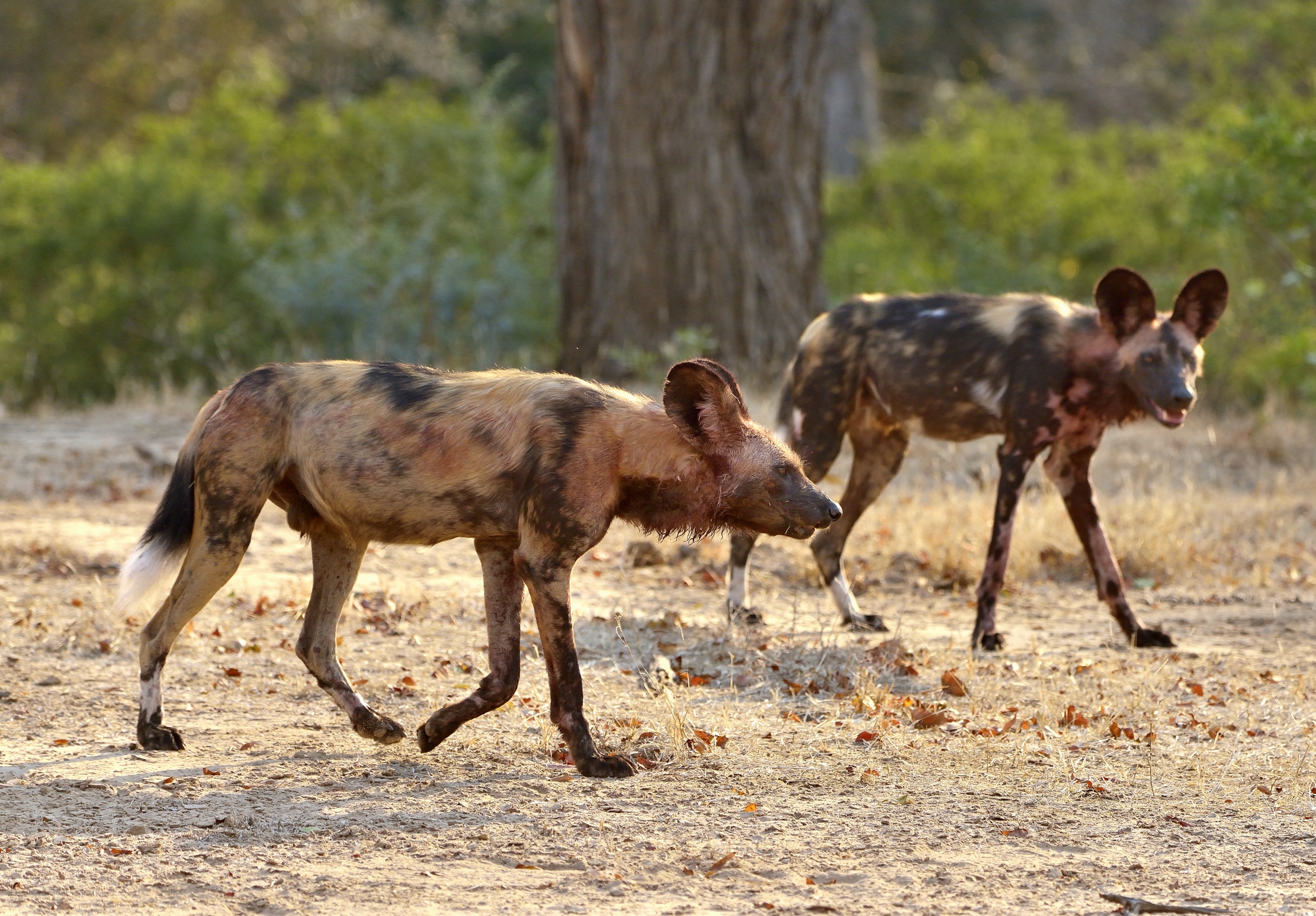 Zimbawe 2015 - Incontro inaspettato