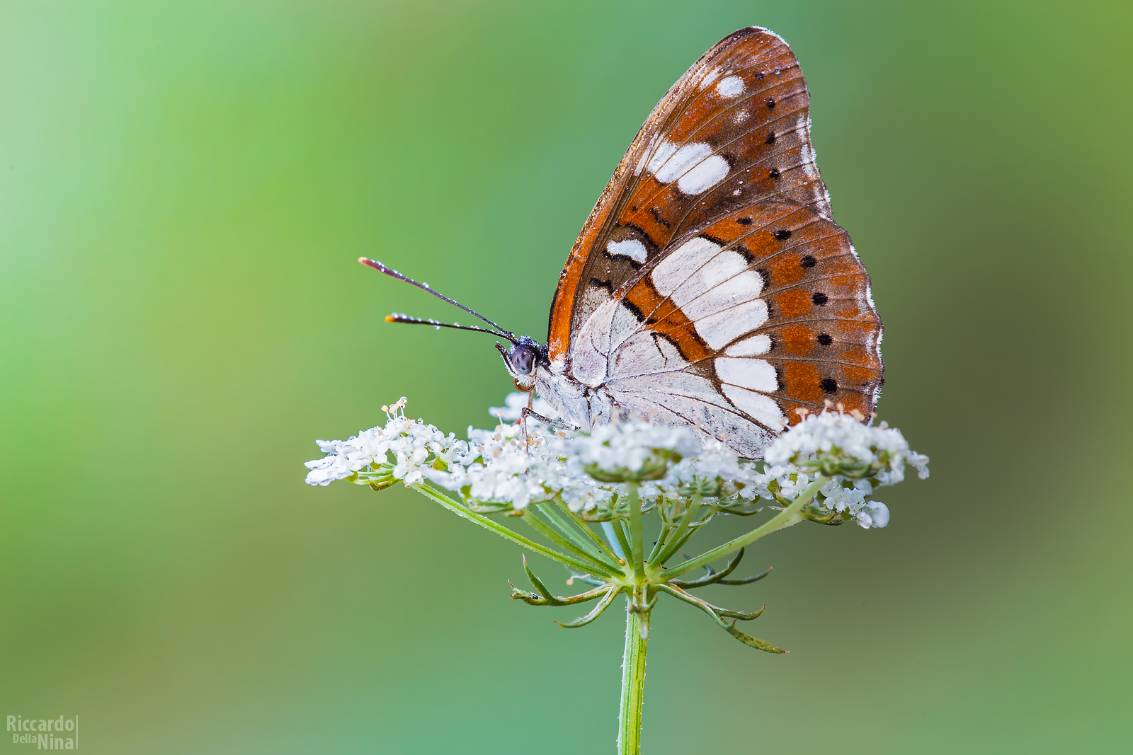 Finally Limentis Reducta!