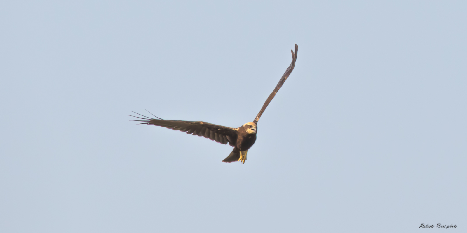 marsh harrier female