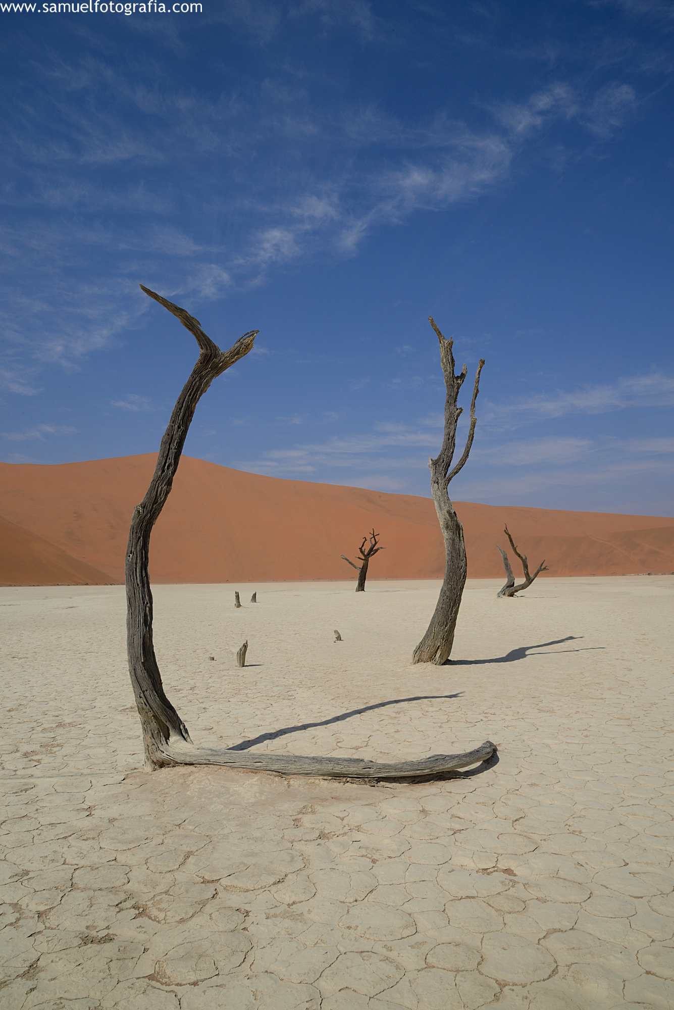 Alberi e deserto
