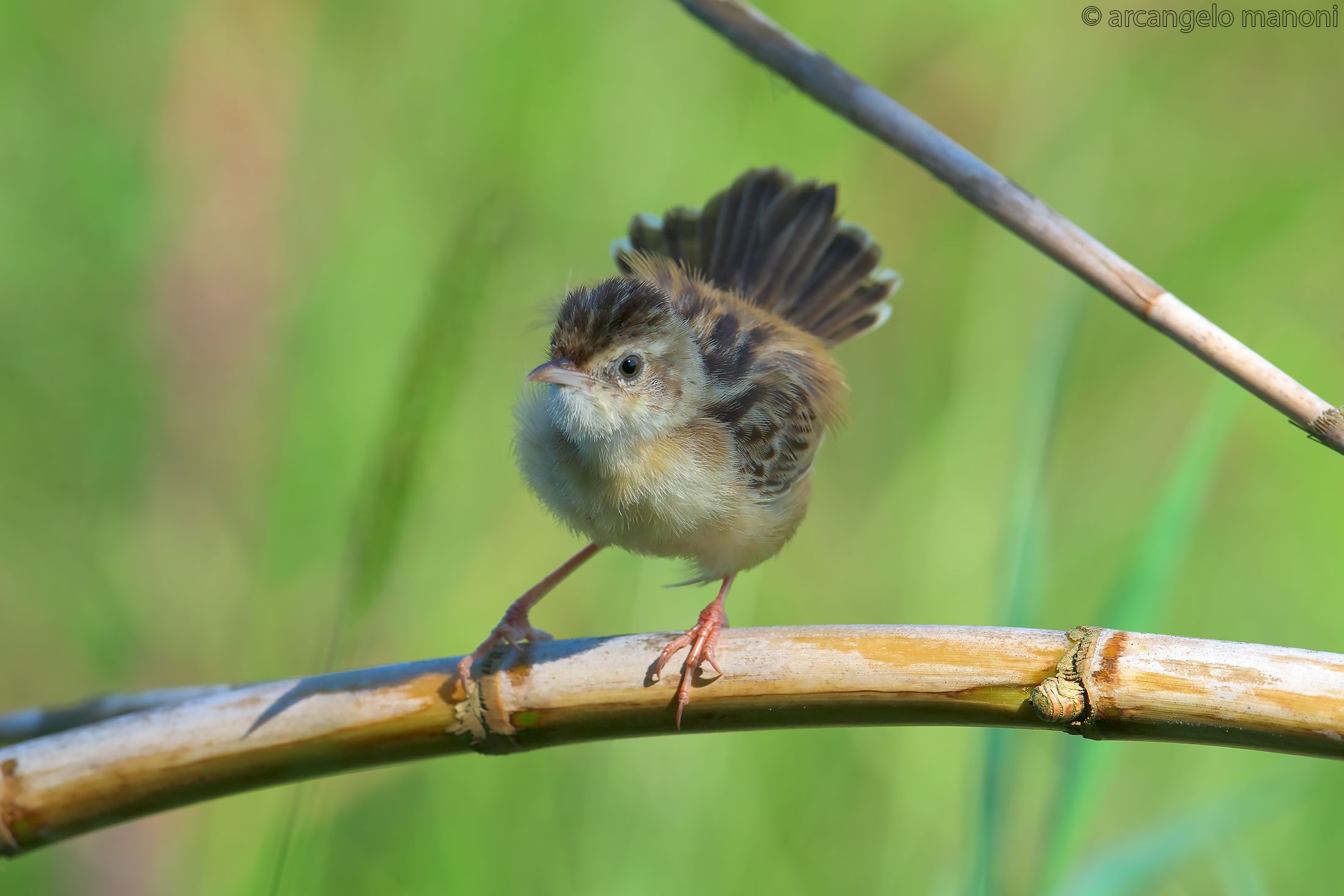 Even beccamoschini get angry