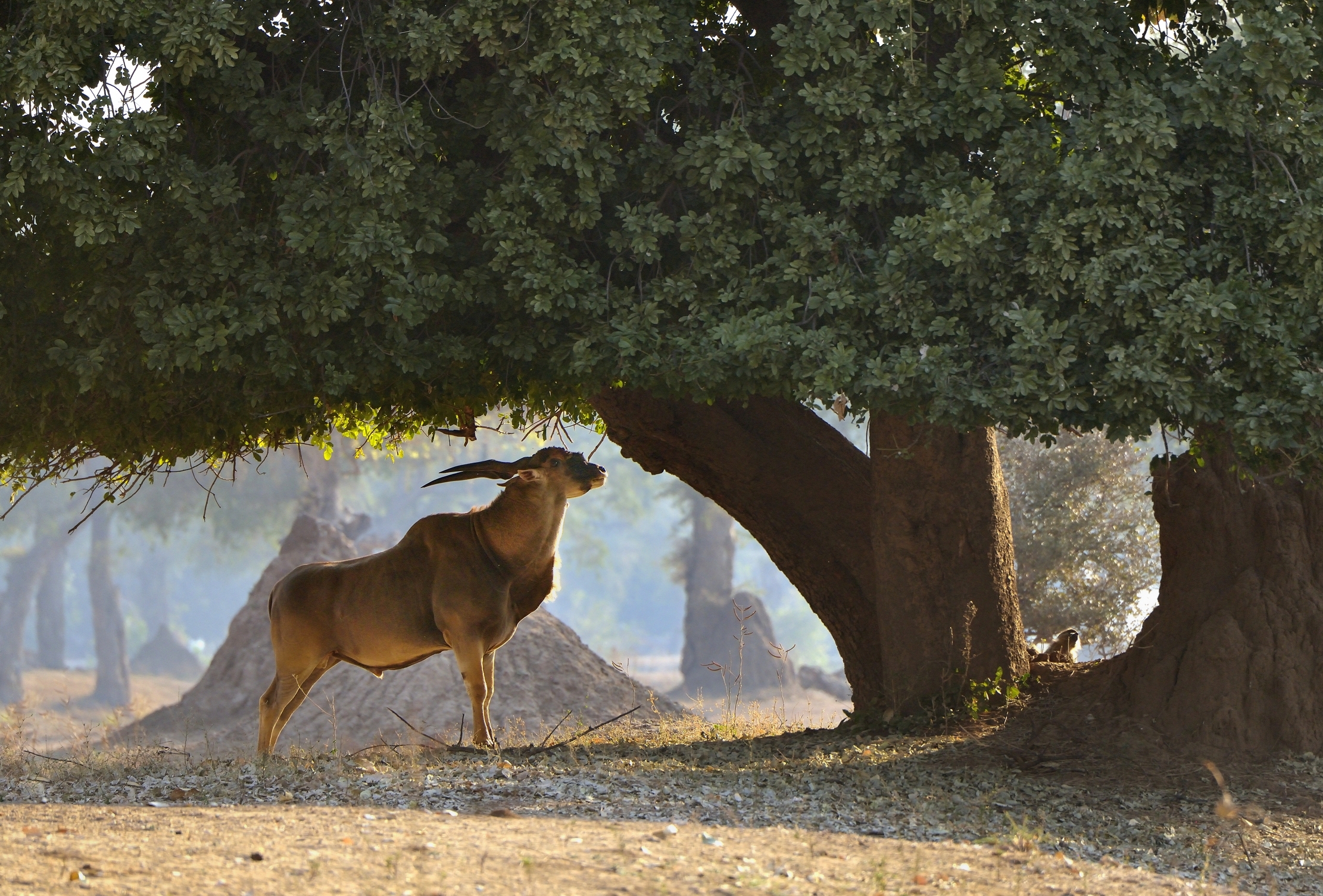 Zimbawe 2015 - Enorme Elan