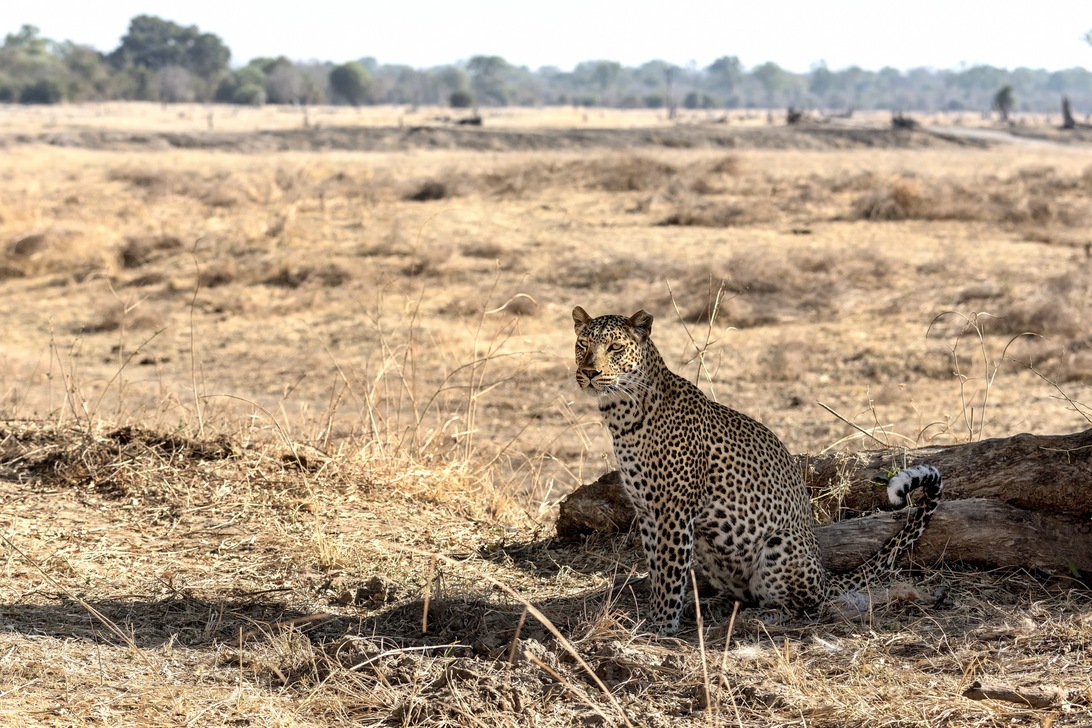 Zambia 2015 - Seduto