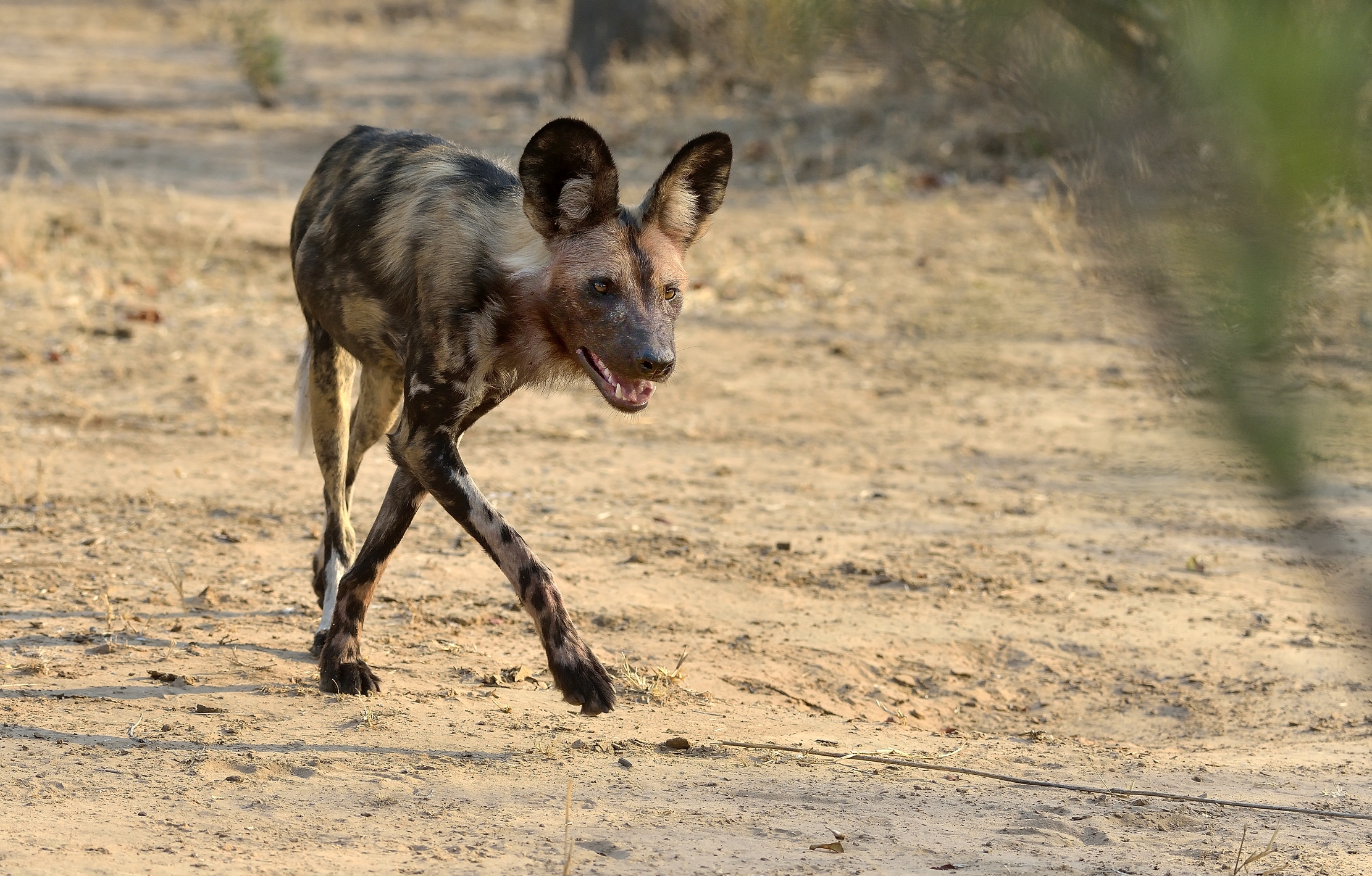 Zimbawe 2015 - Incontro inaspettato