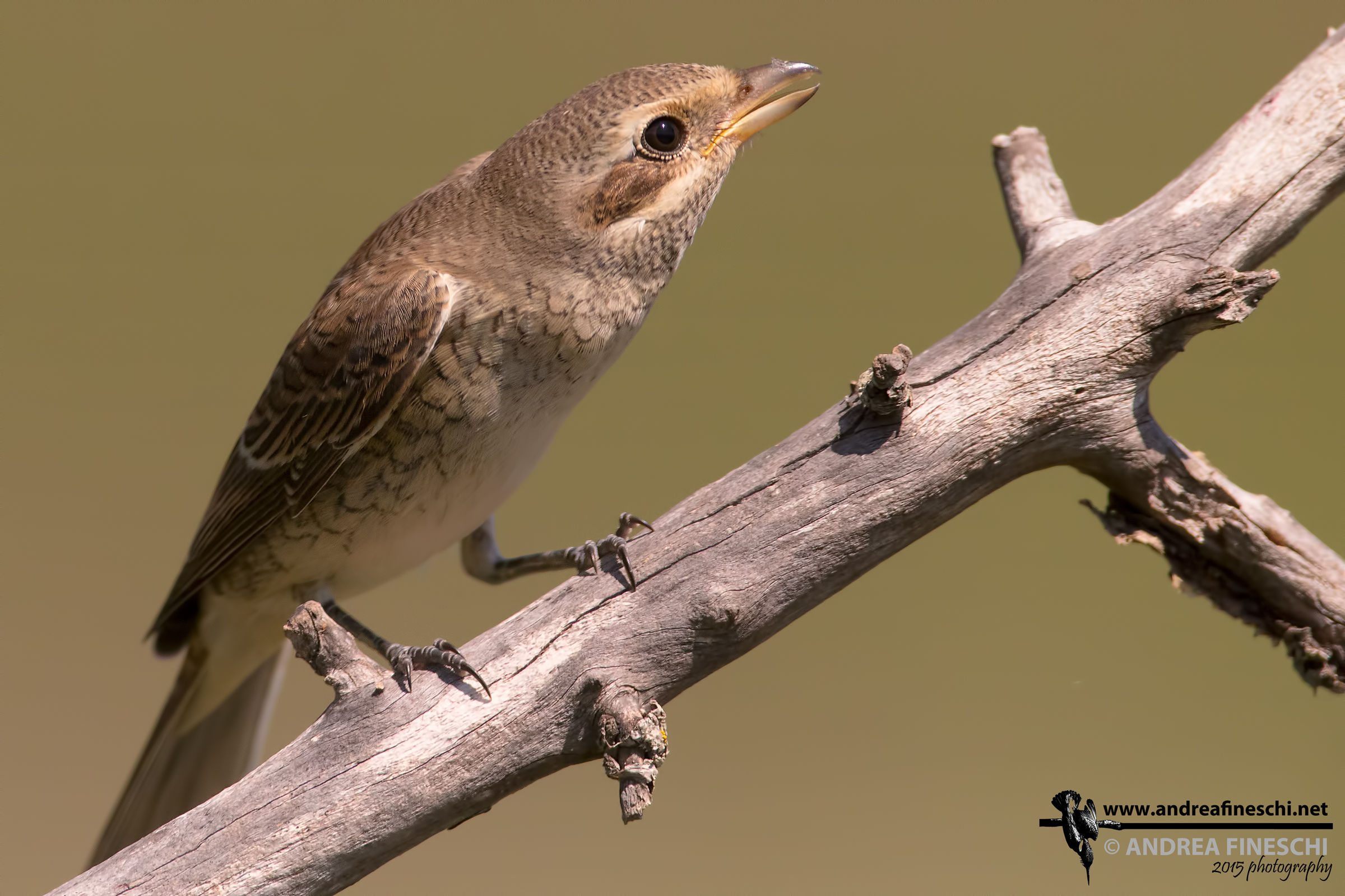 Averla piccola minacciosa