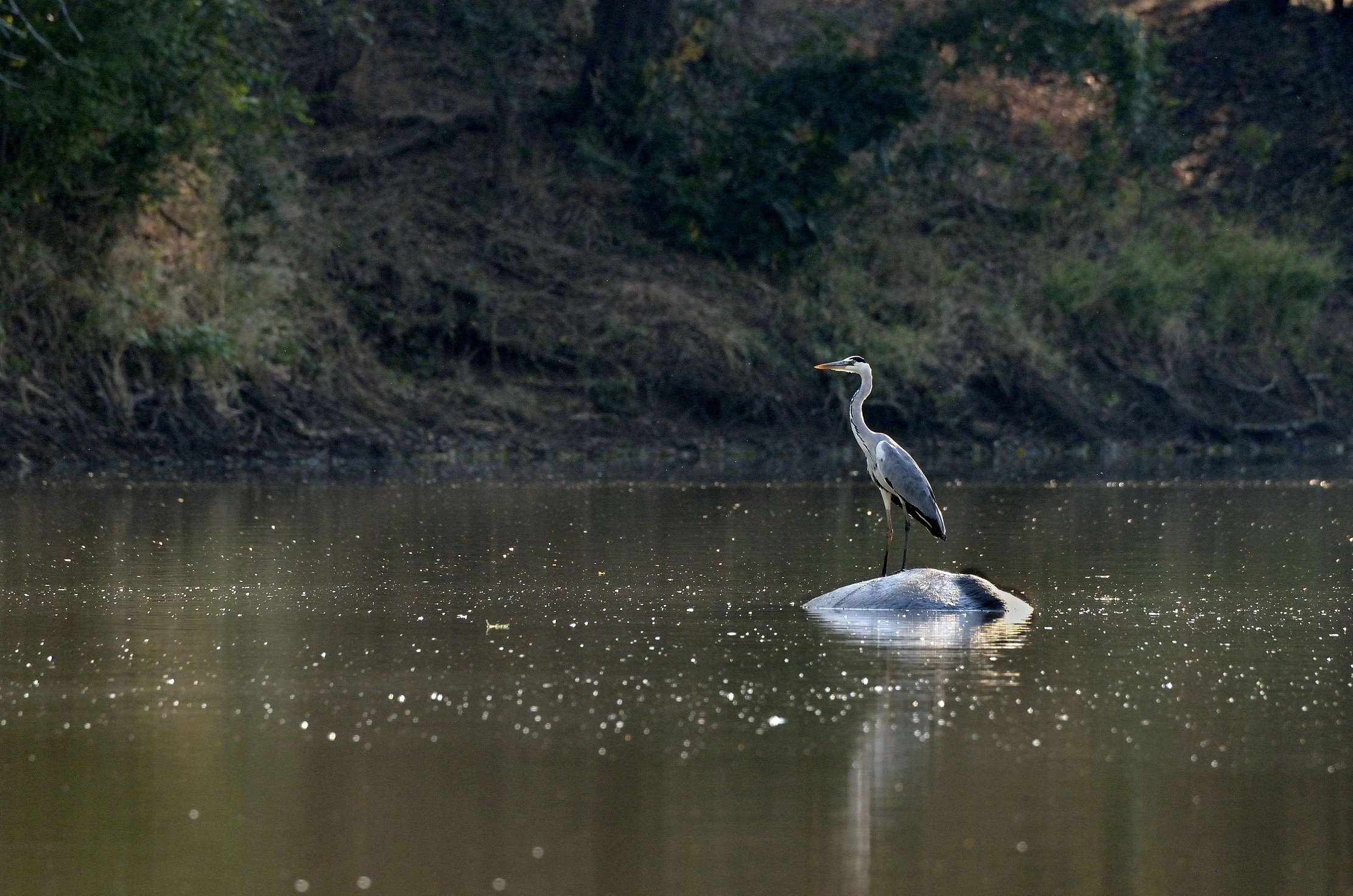 Zimbawe 2015 - Sul dorso di un ippo