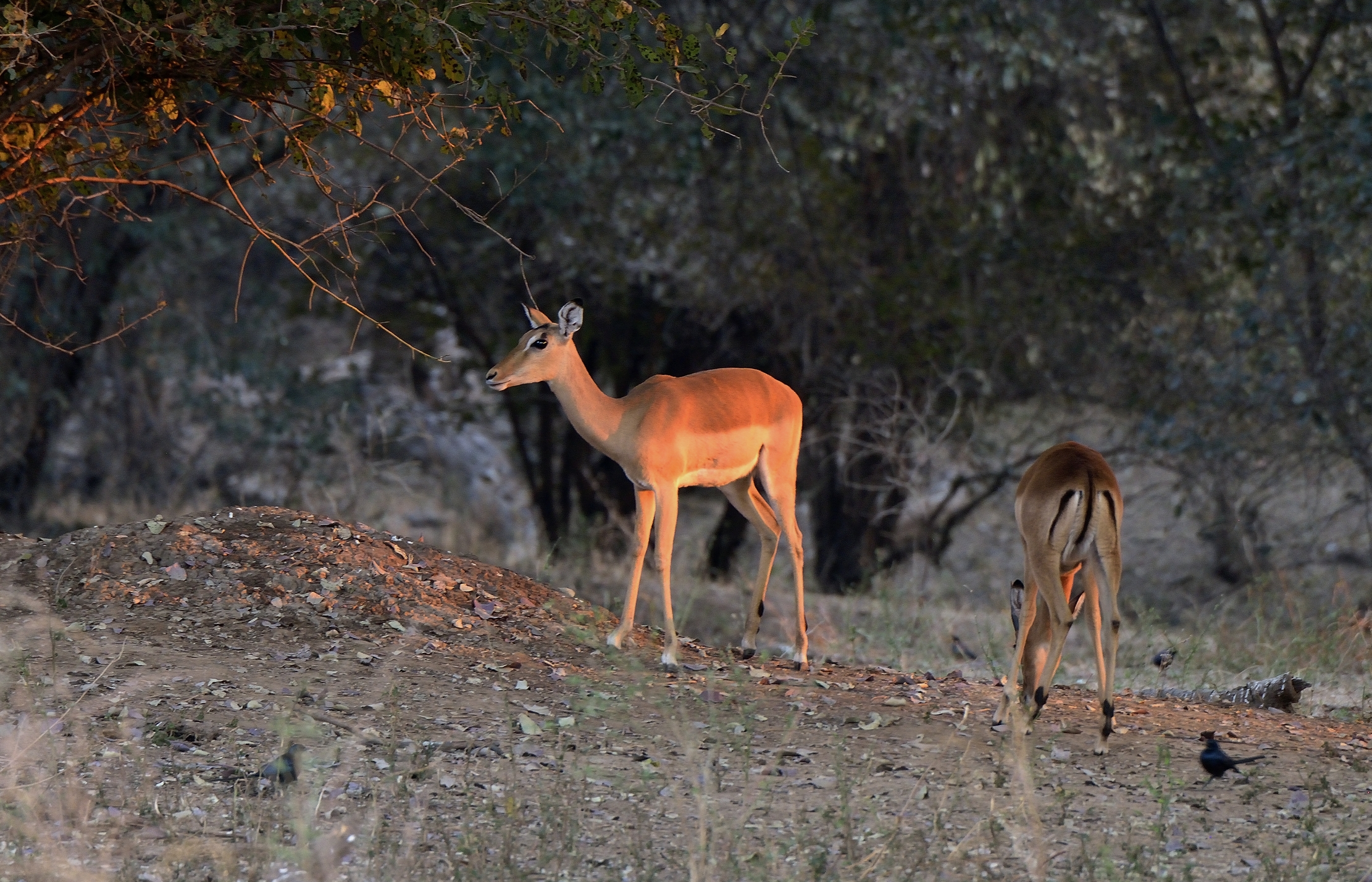 Zimbawe 2015 - Idilliaca al tramonto