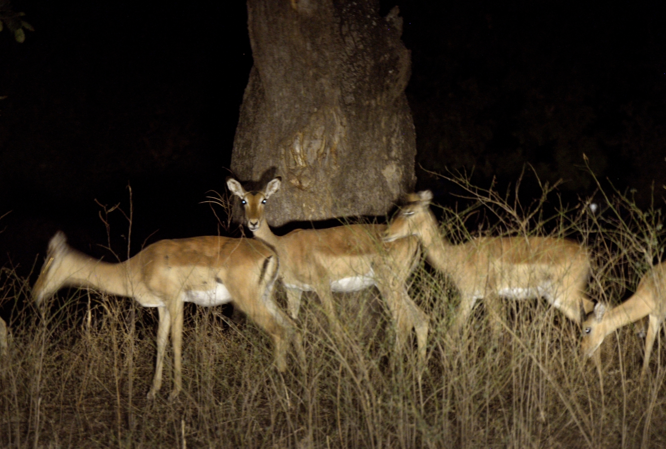 Zambia2015 - Notturno