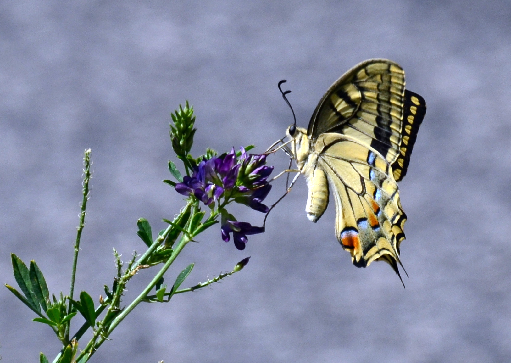 Papilio machaon / Macaone