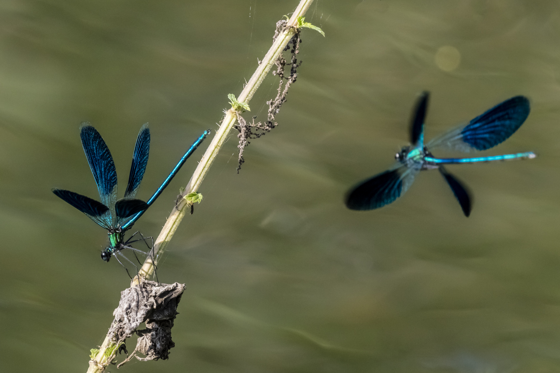 Permette questo ballo