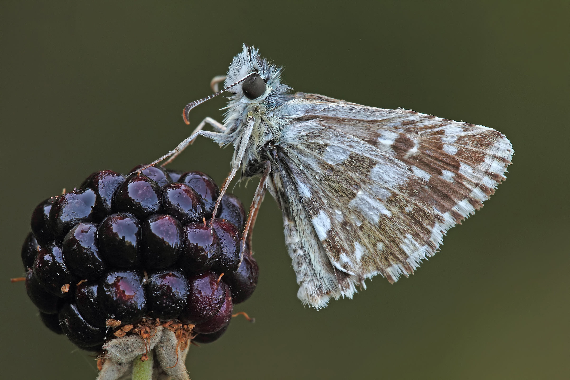La Prima Colazione !