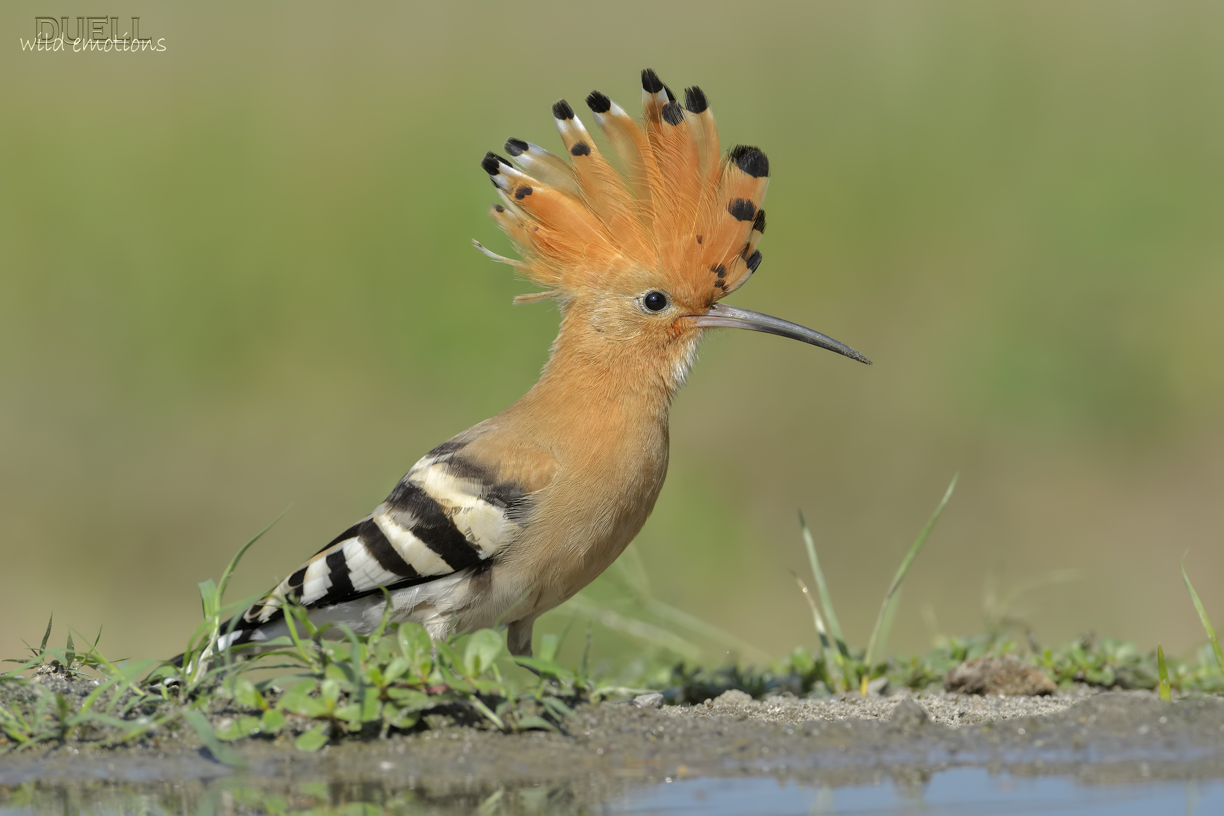 hoopoe