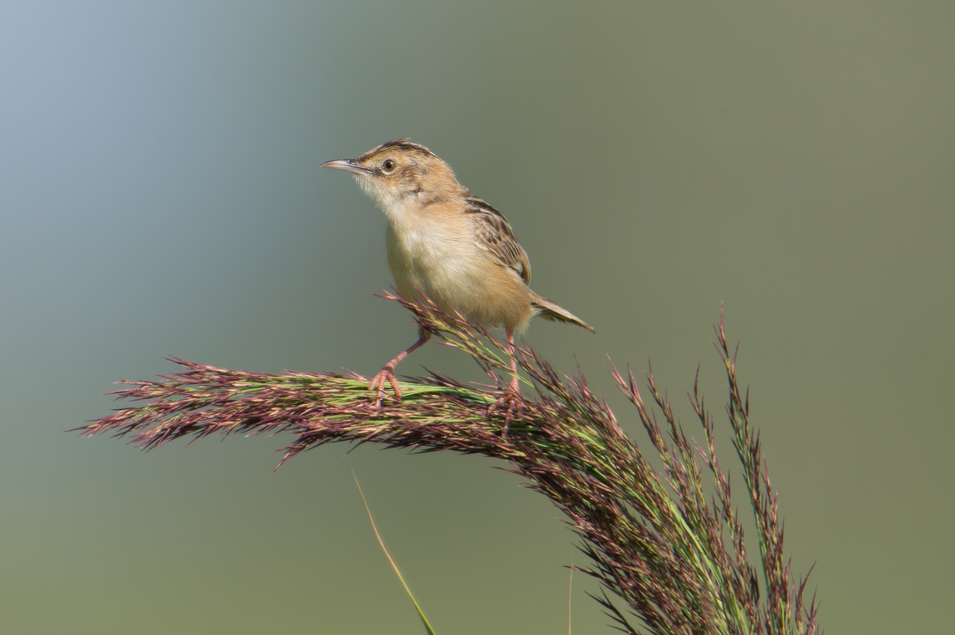 piccolo equilibrista
