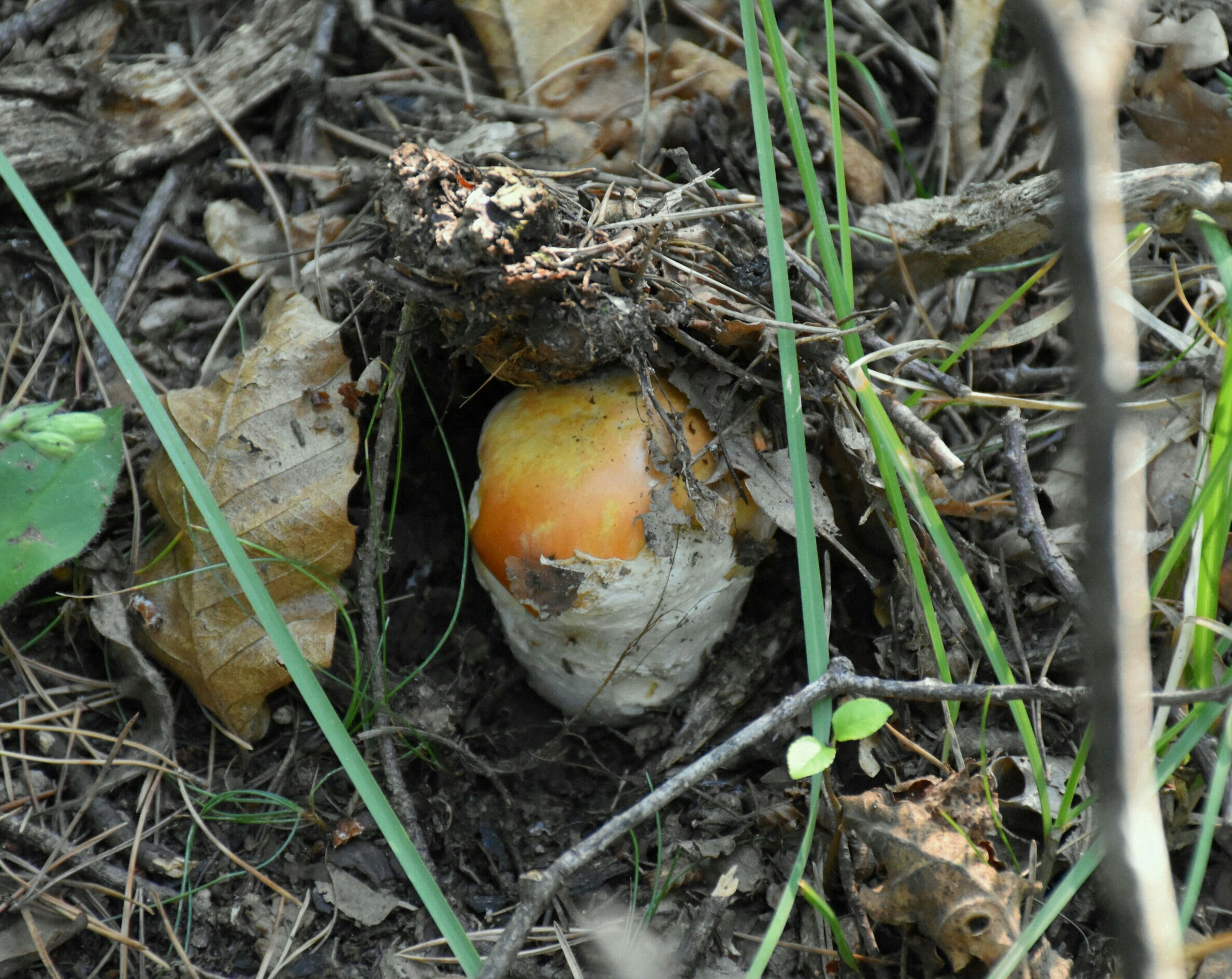 Egg Sodo in the Woods