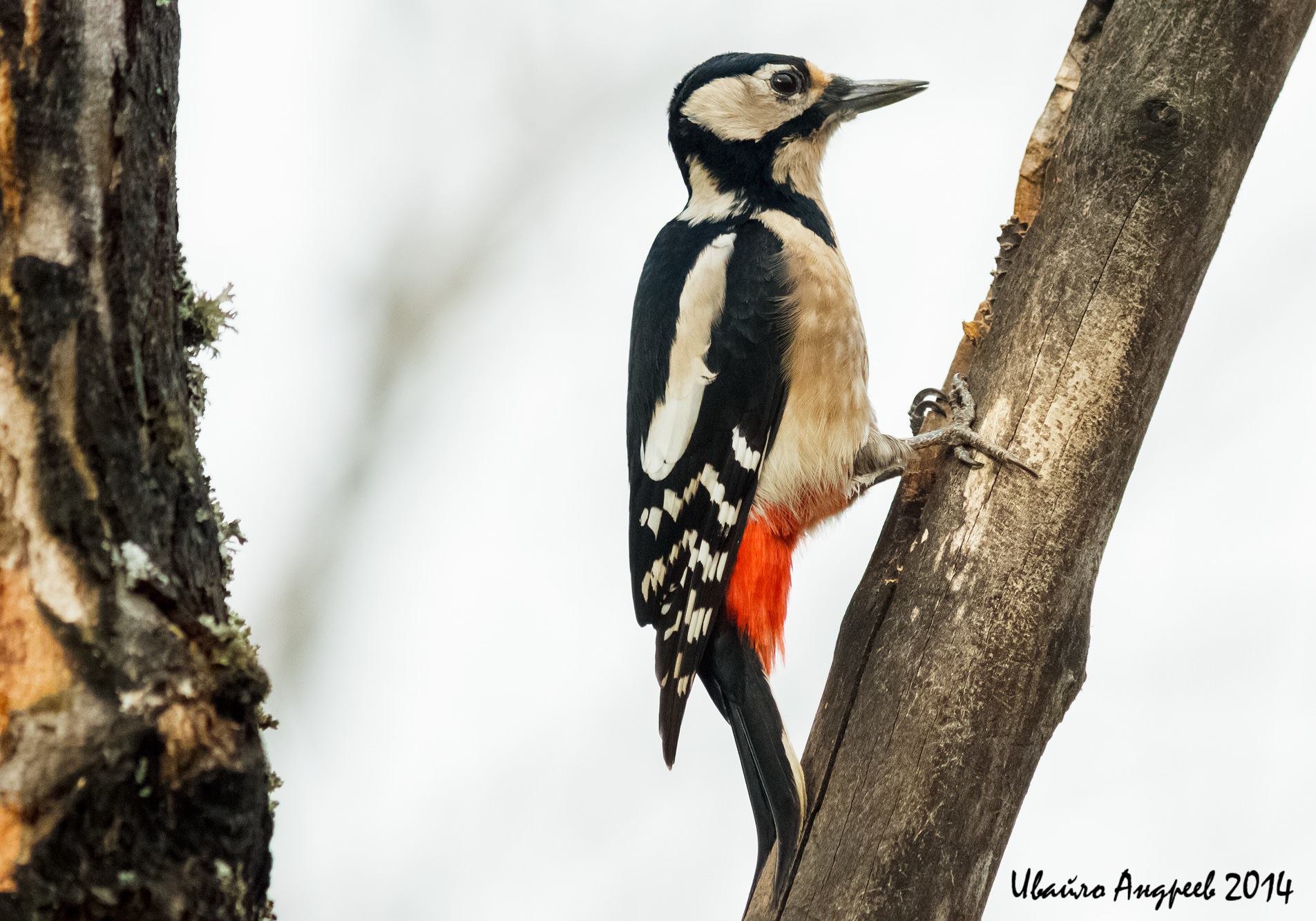 Dendrocopos principali