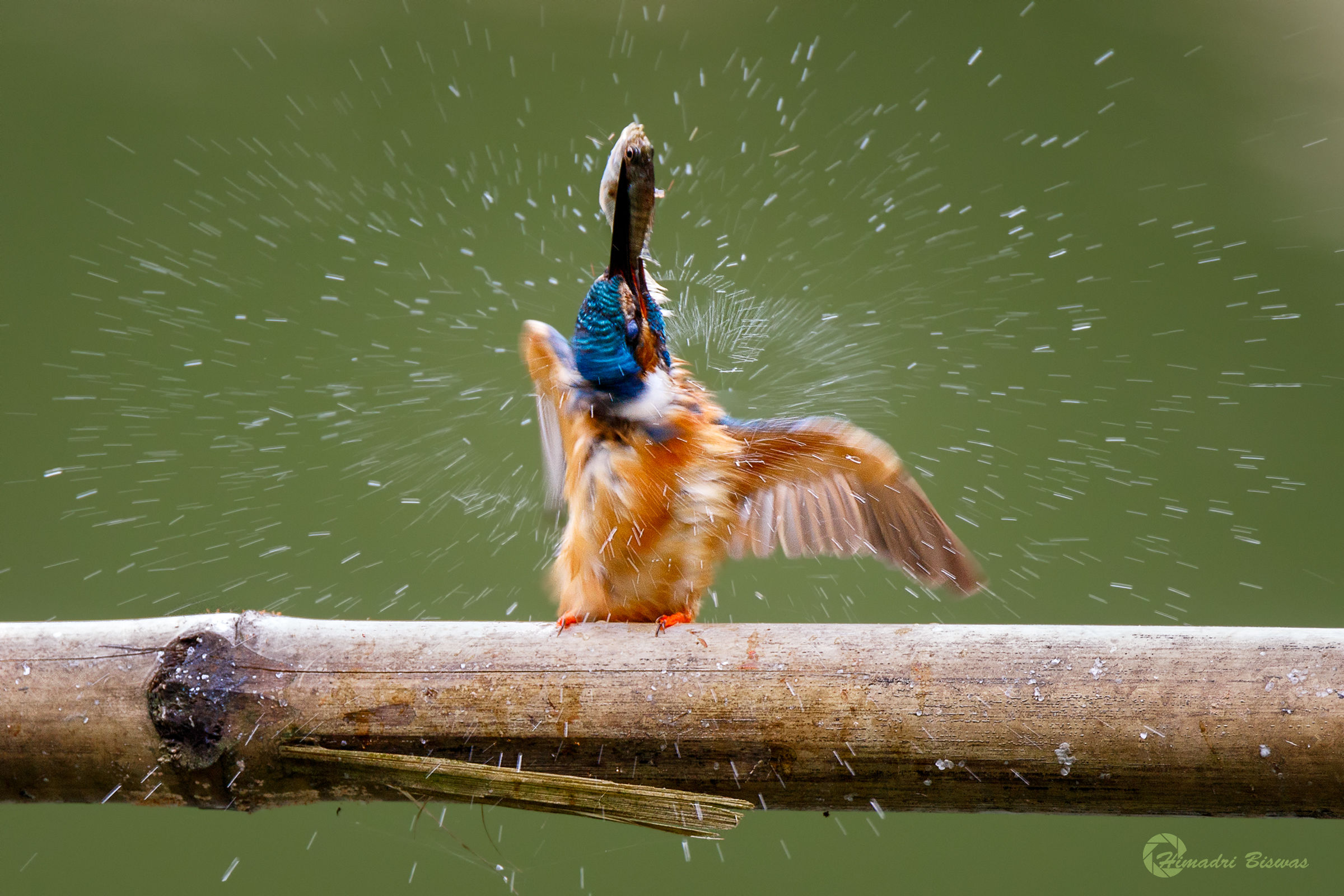 Common Kingfisher with catch
