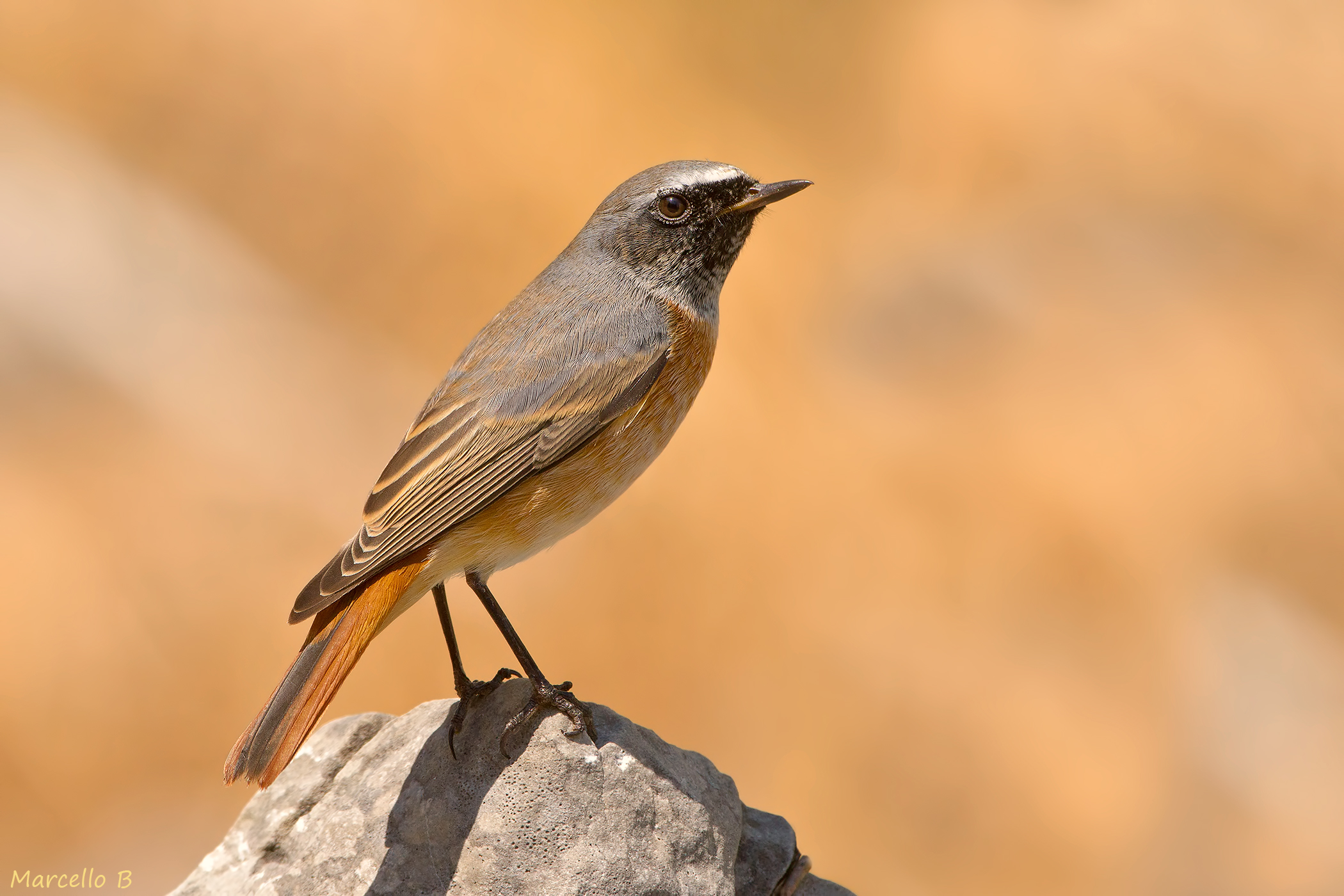 Common Redstart - Apuan Alps.