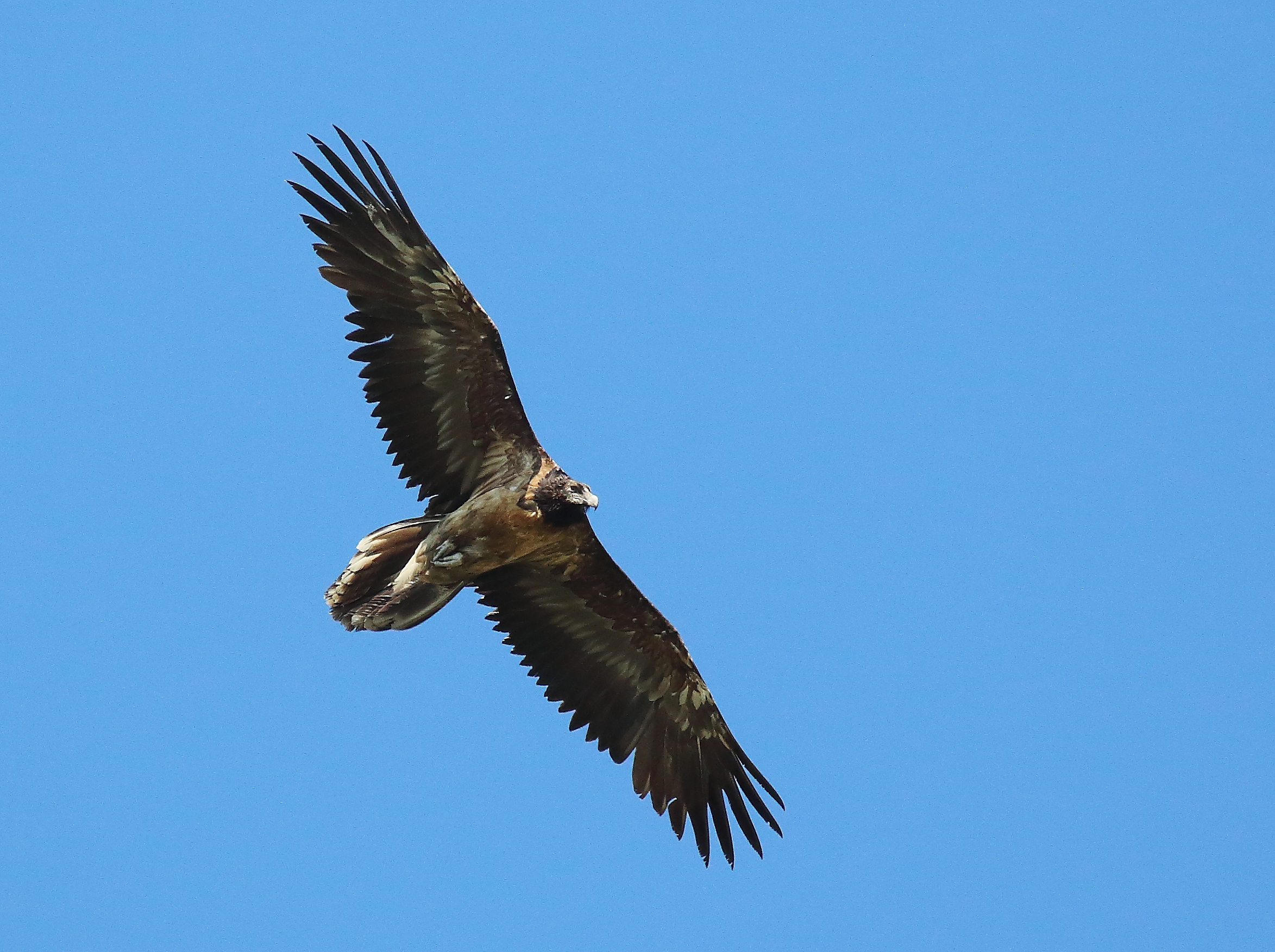 Bearded Vulture, Val di Lanzo