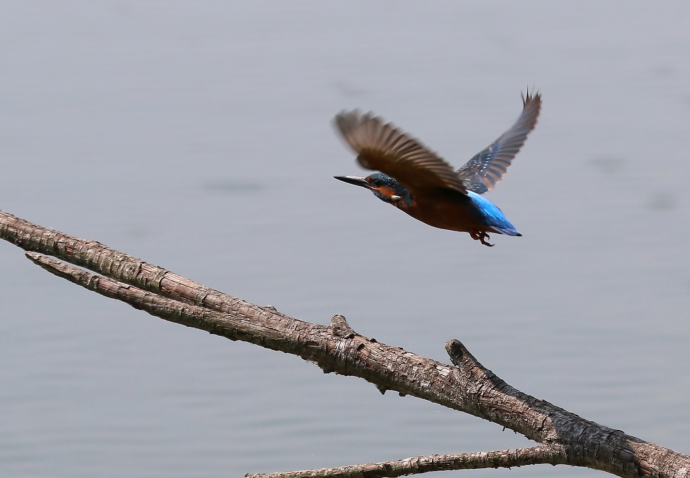 Martino, Oasi La Madonnina, Cn