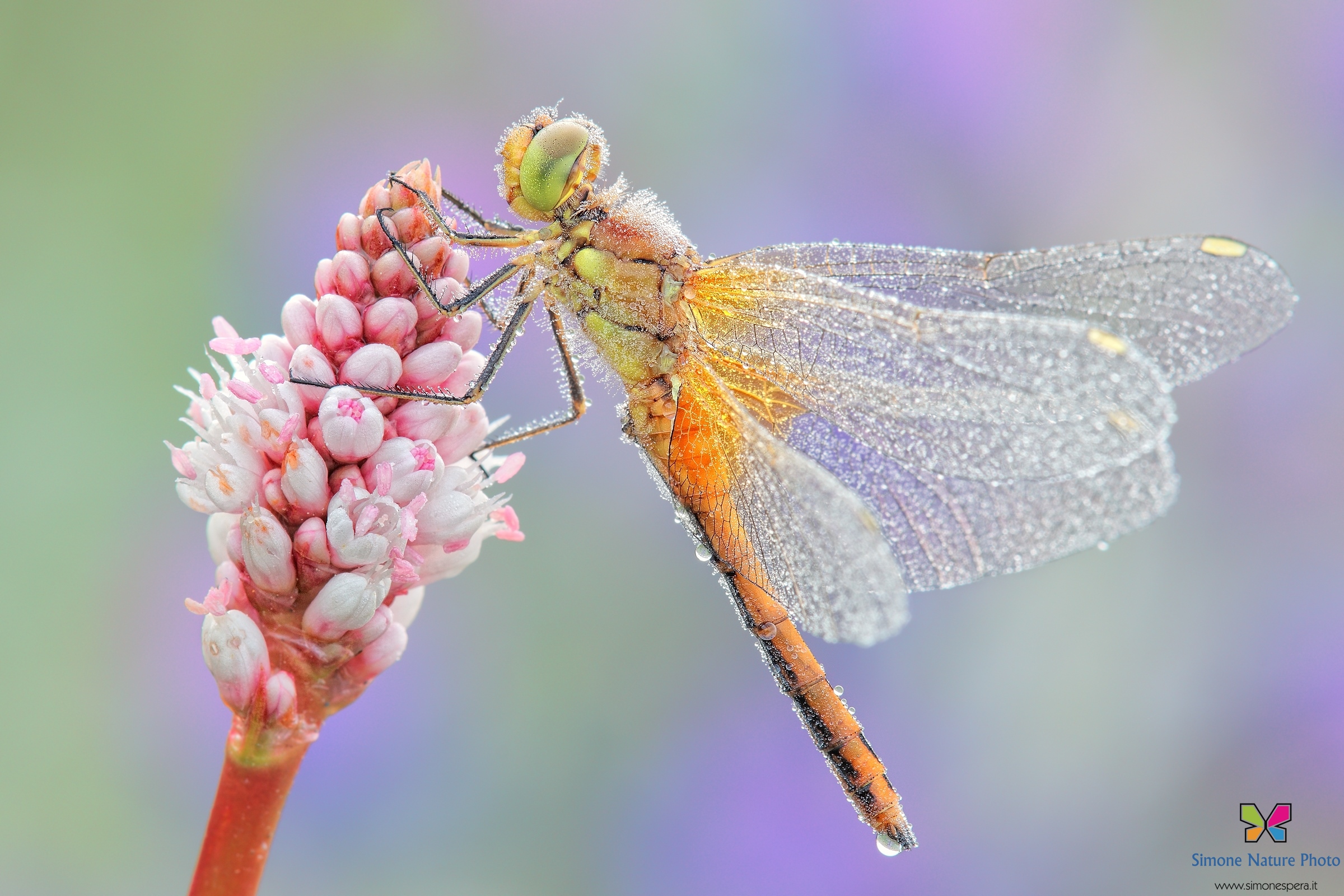 Sympetrum flaveolum .....