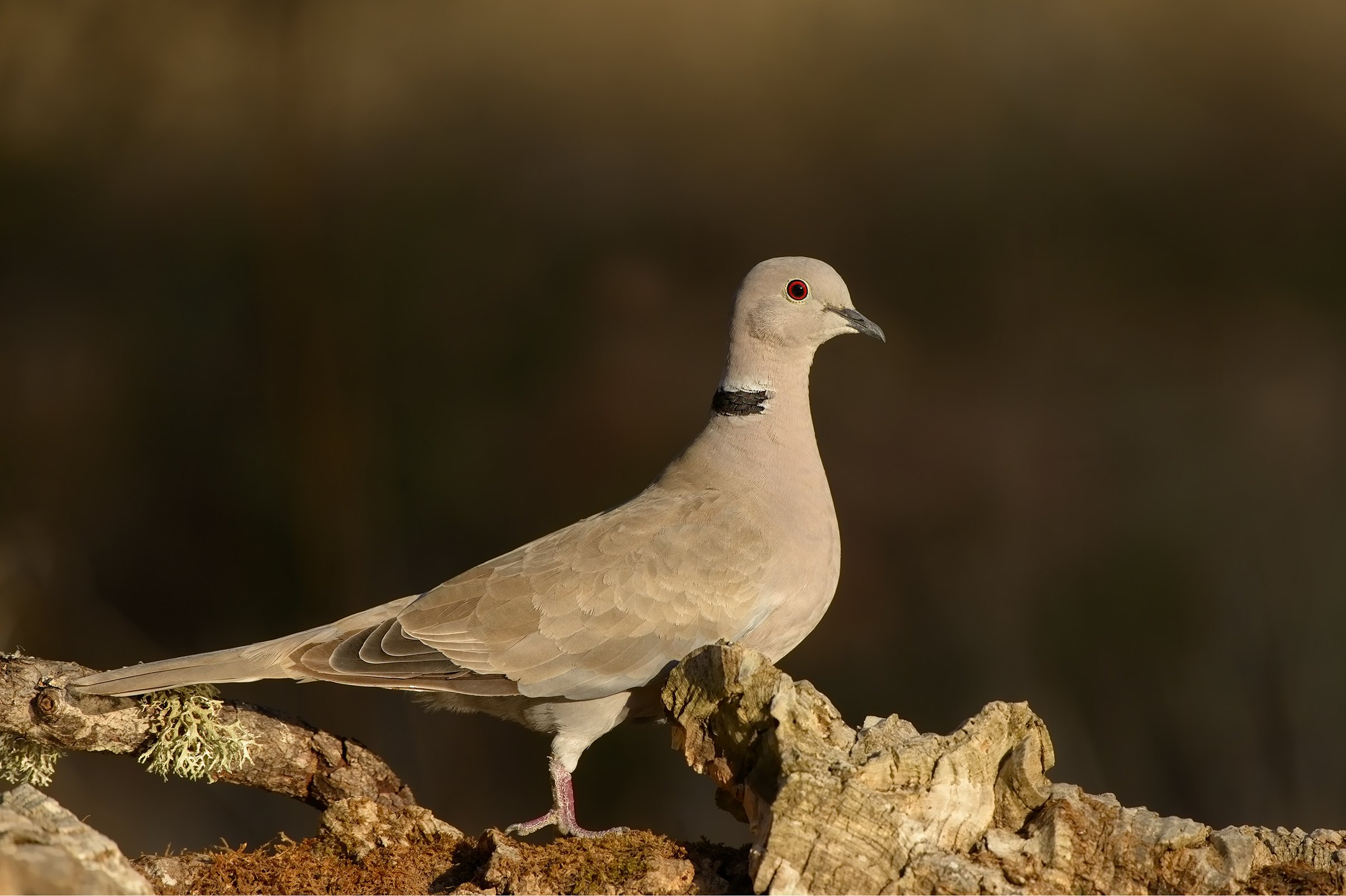 una semplice tortora