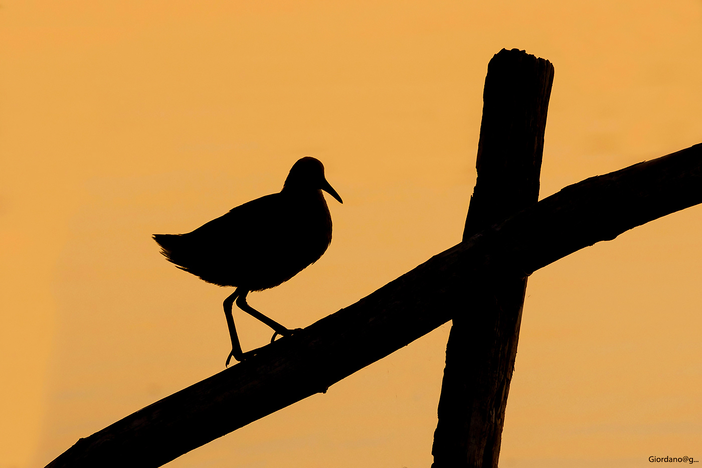 Silhouette ...del Porciglione