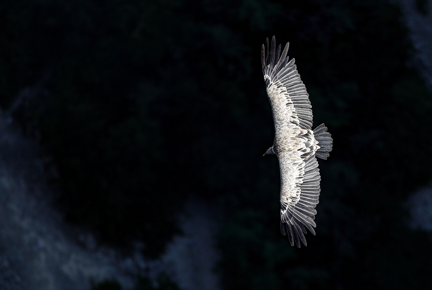 Griffon vulture in flight between the Verdon Gorges