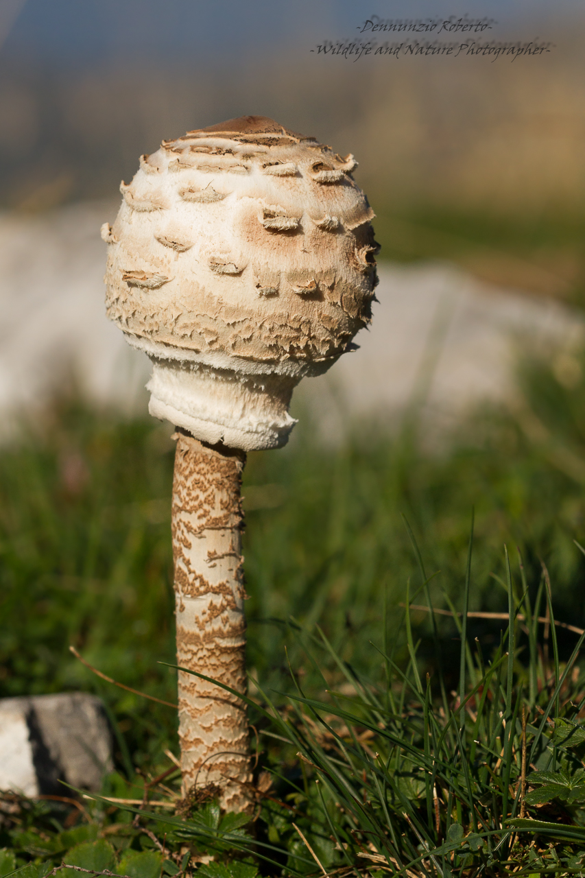 Parasol mushroom
