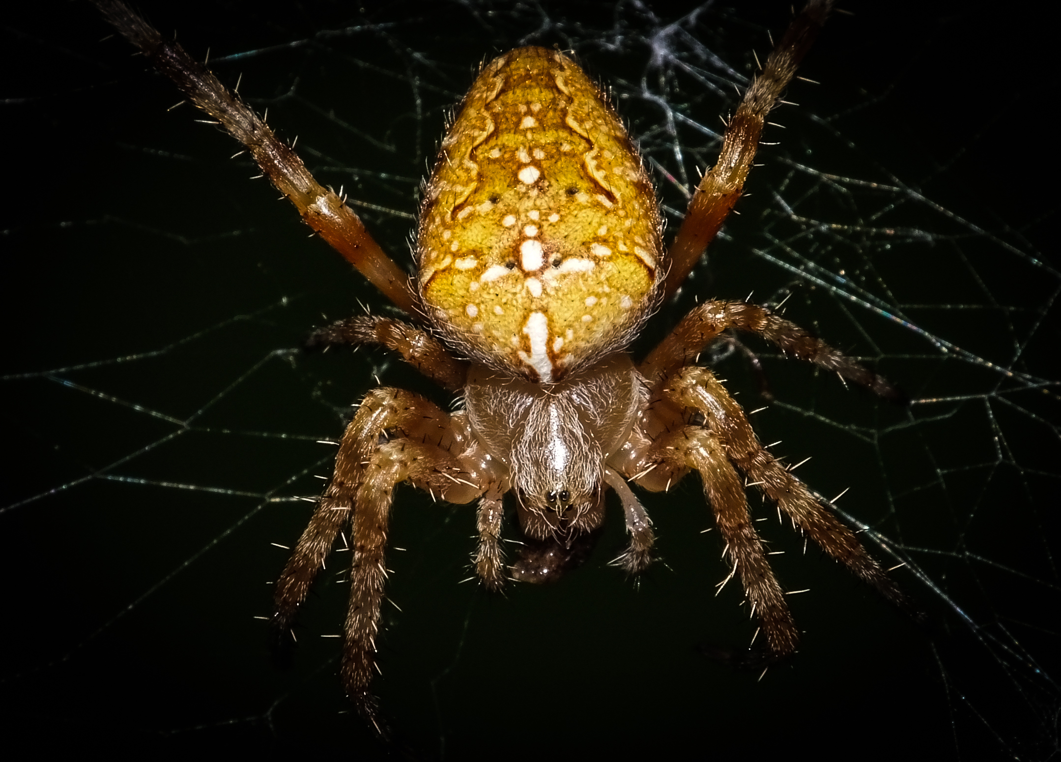 Epeira ( ragno crociato)