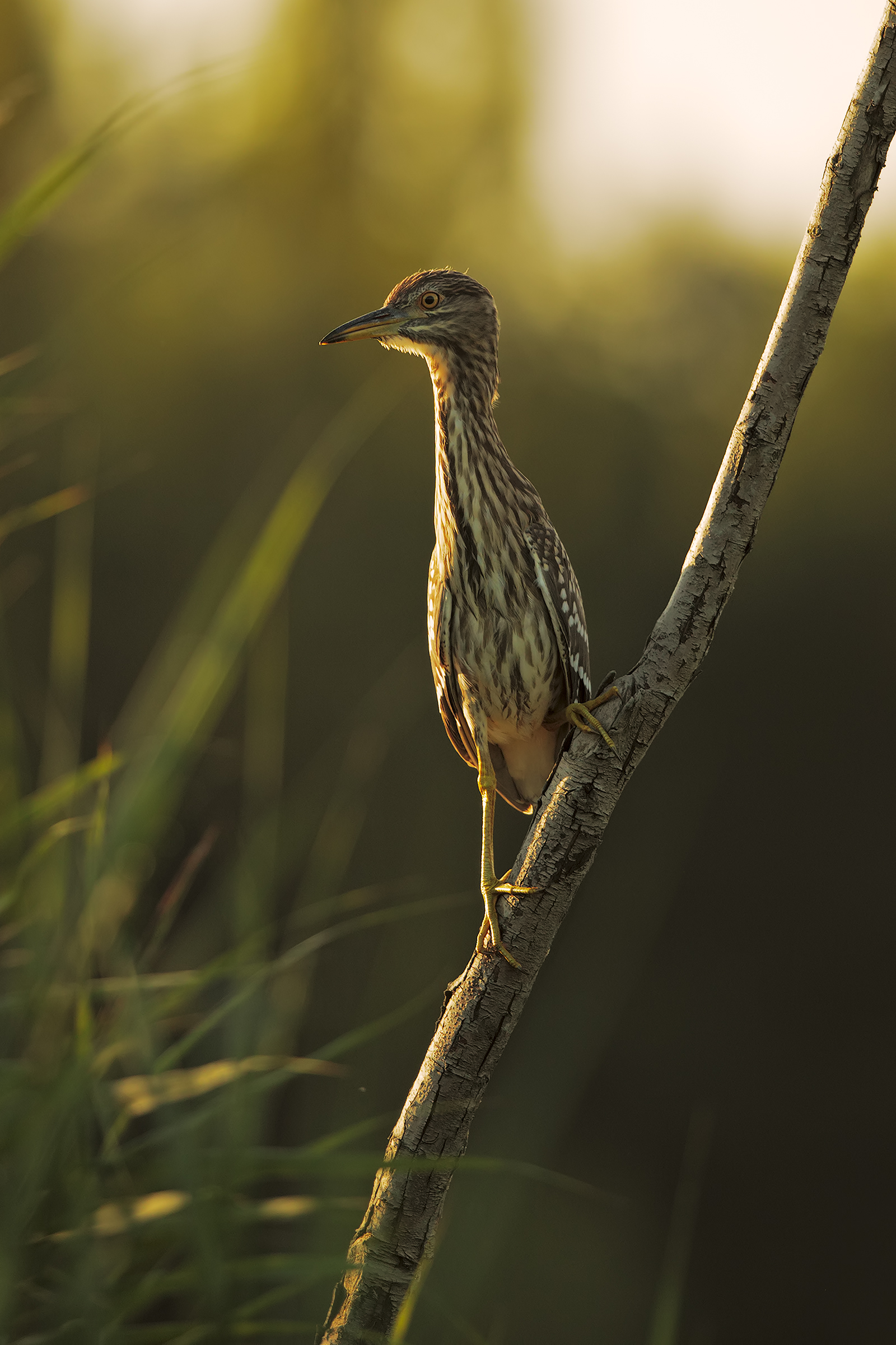 Young night heron at sunrise
