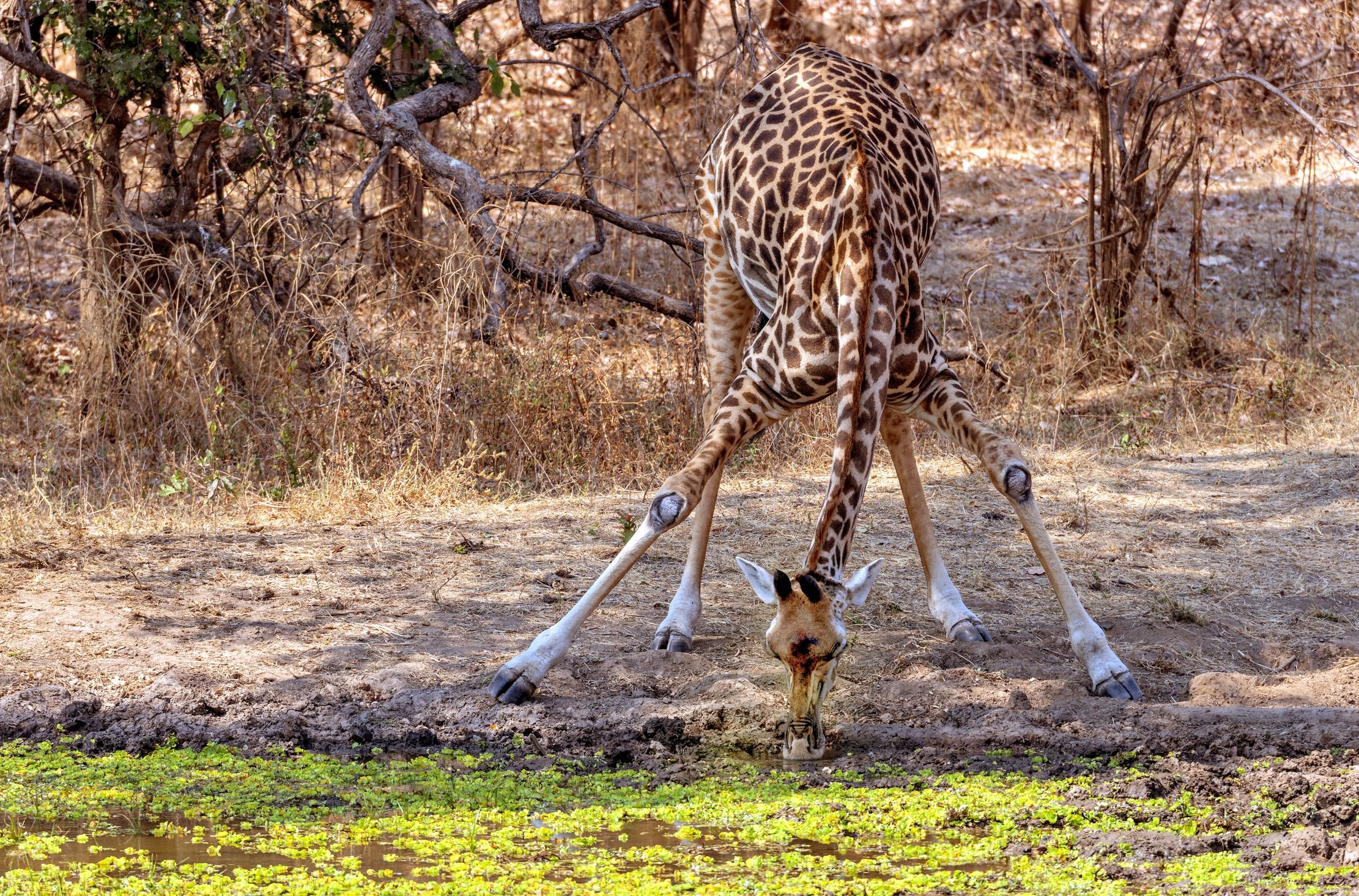 Zambia 2015 - Alla pozza
