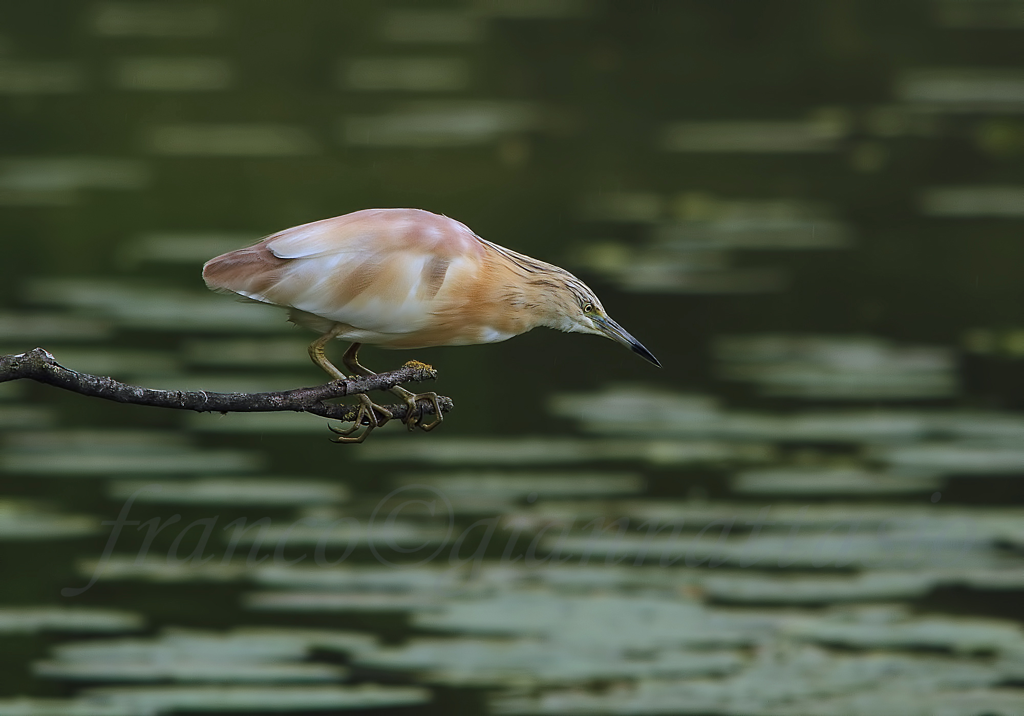 Sgarza in fase di caccia.