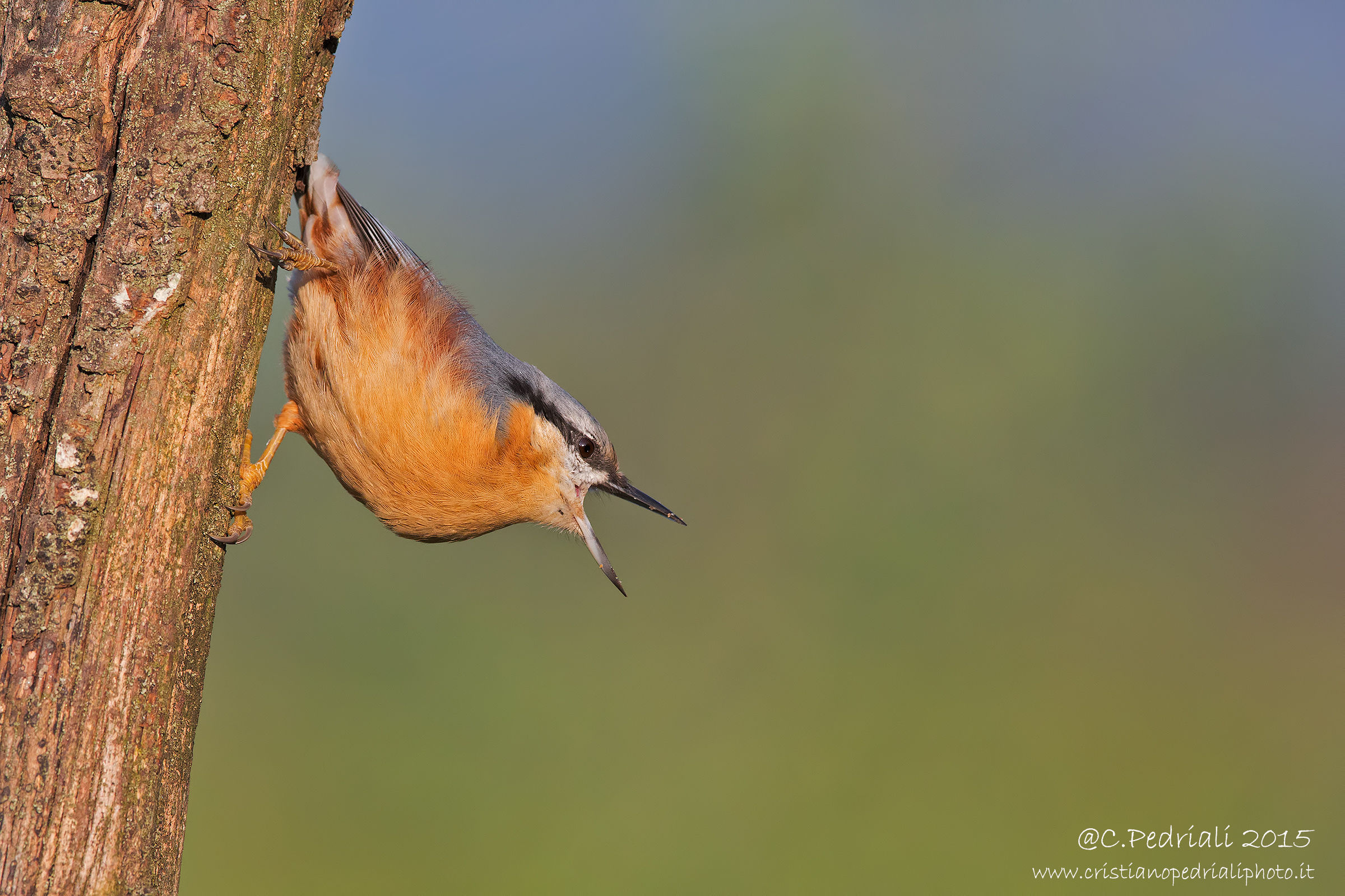 Nuthatch ... scream ...