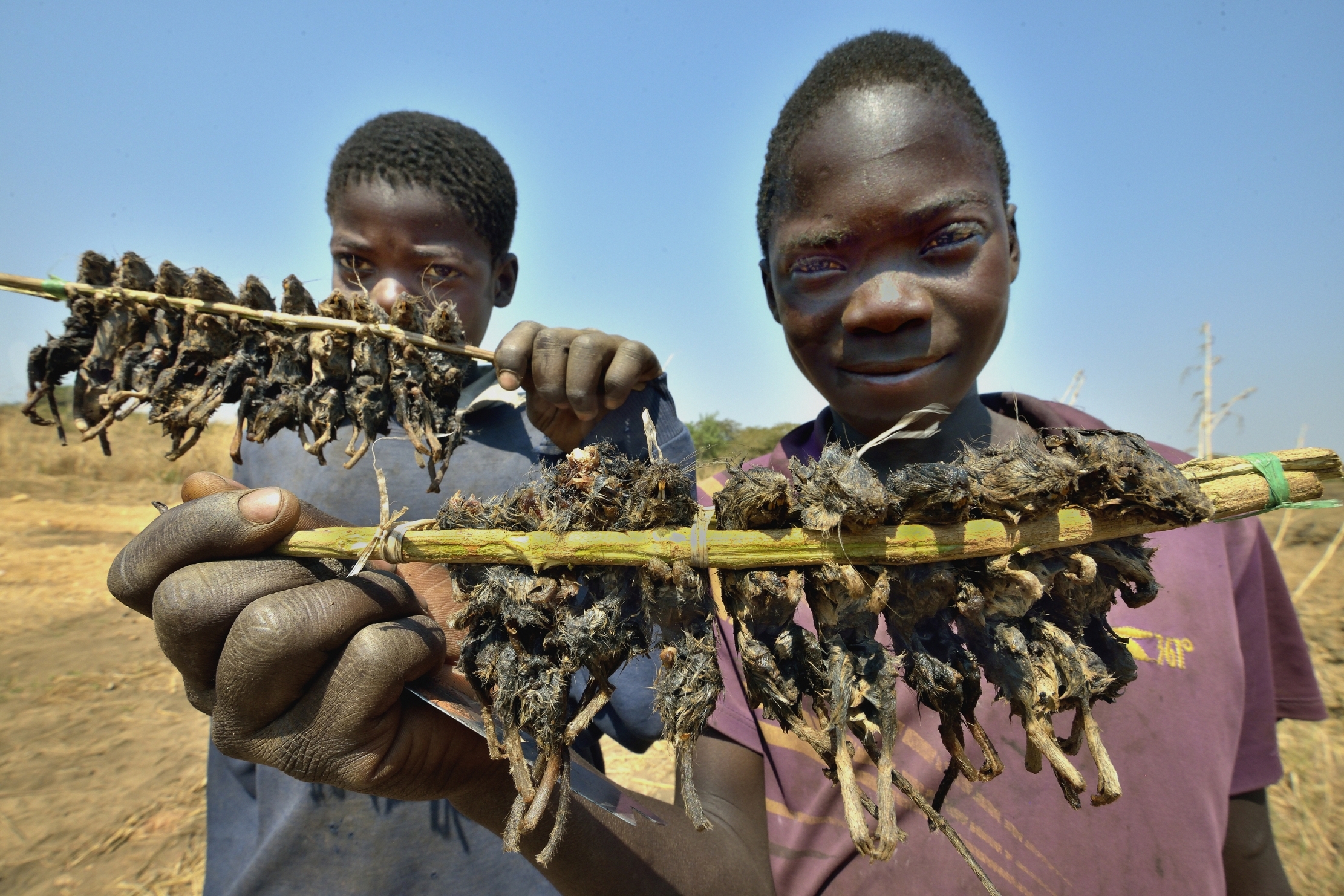 Zambia 2015 - Vuoi un topino arrosto????