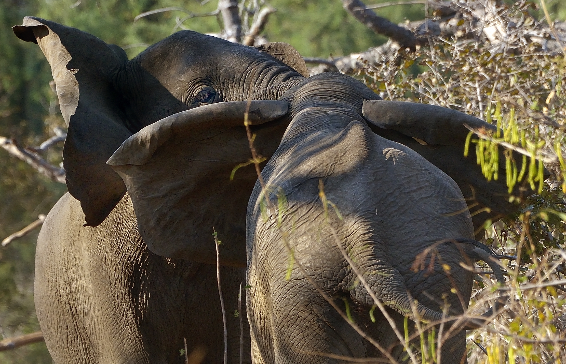 Zambia 2015 - Incontri ravvicinati