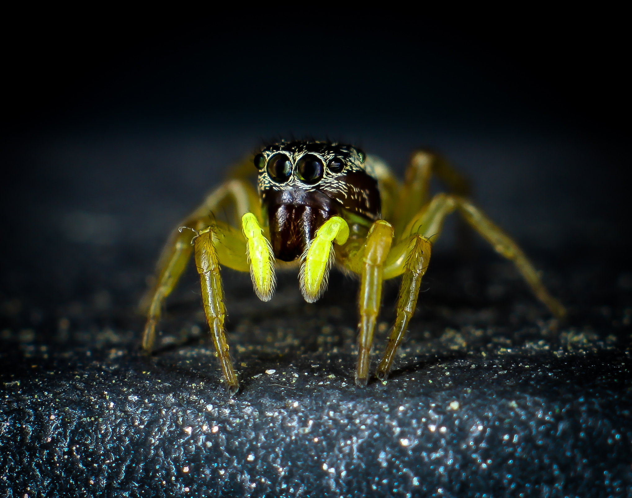 Jumping Spider
