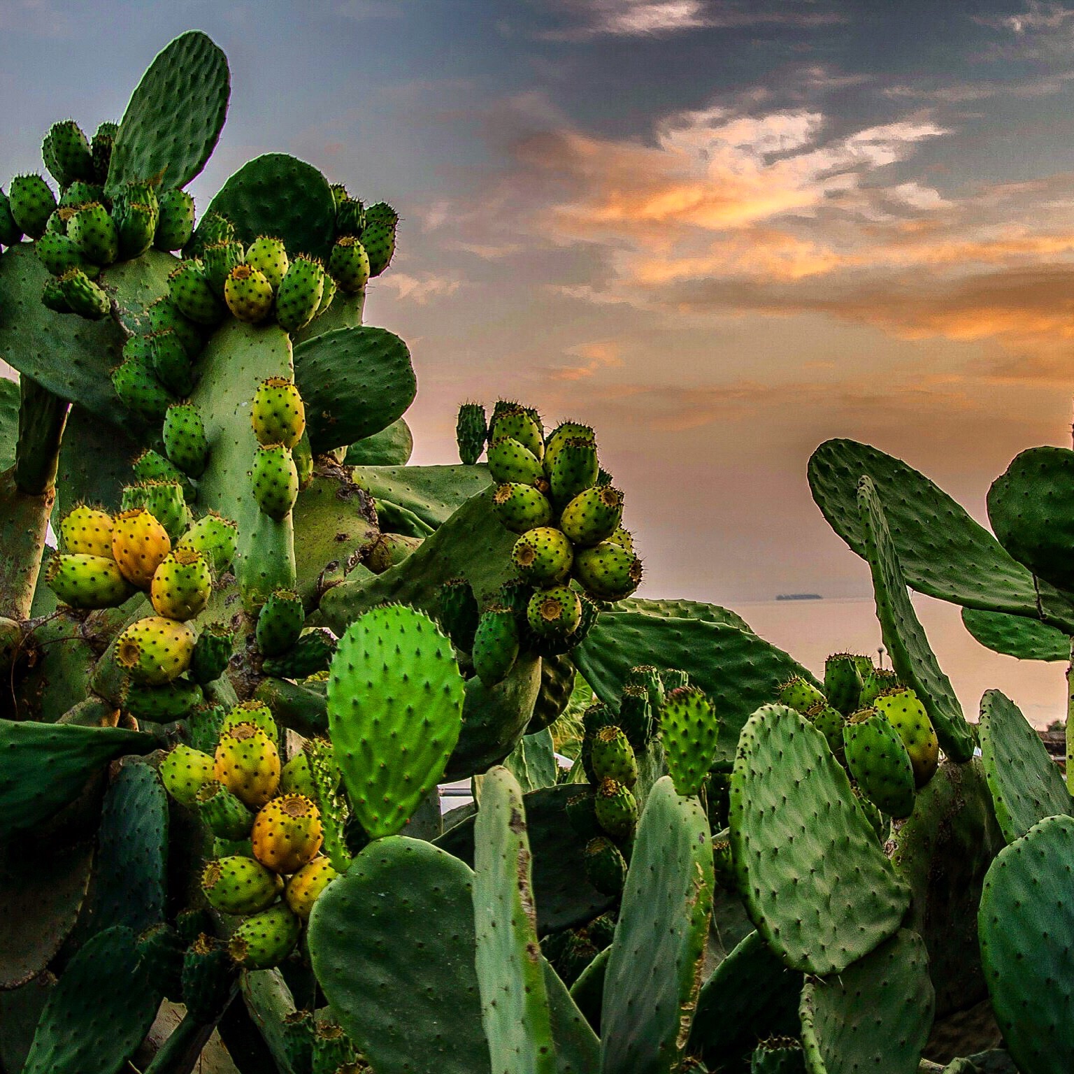 Opuntia ficus-indica