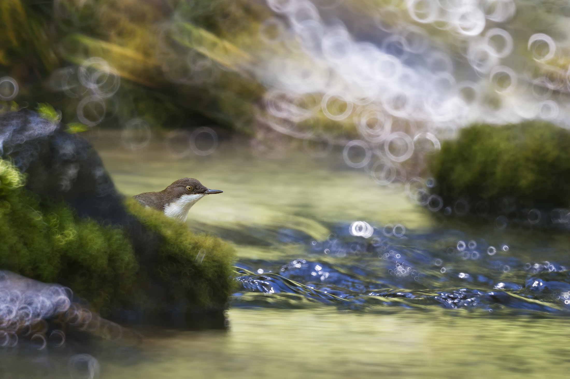 merlo acquaiolo ambientato