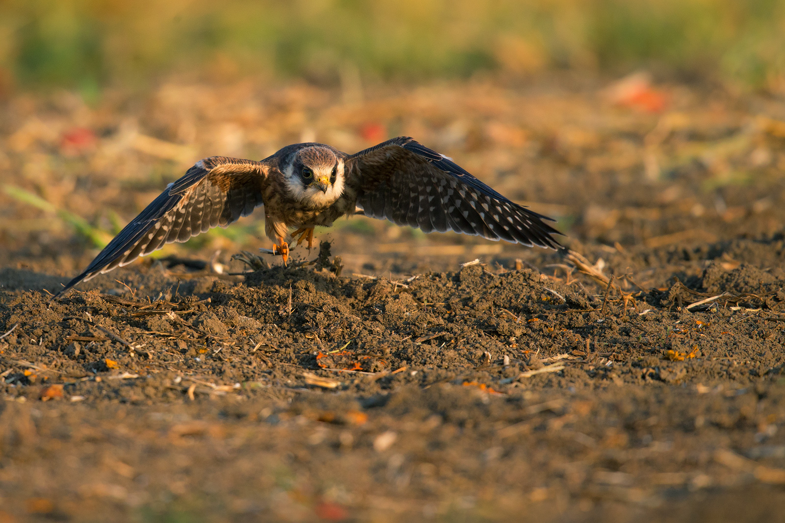 Footed falcon taking off