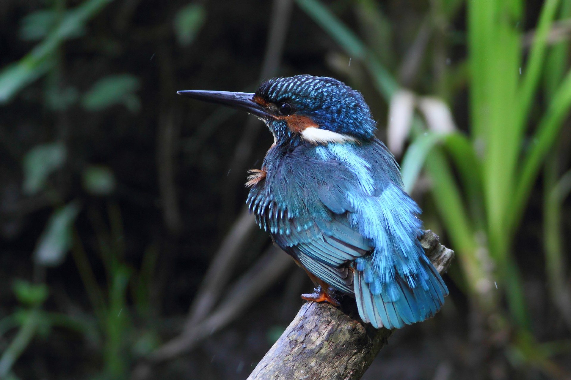 Kingfisher