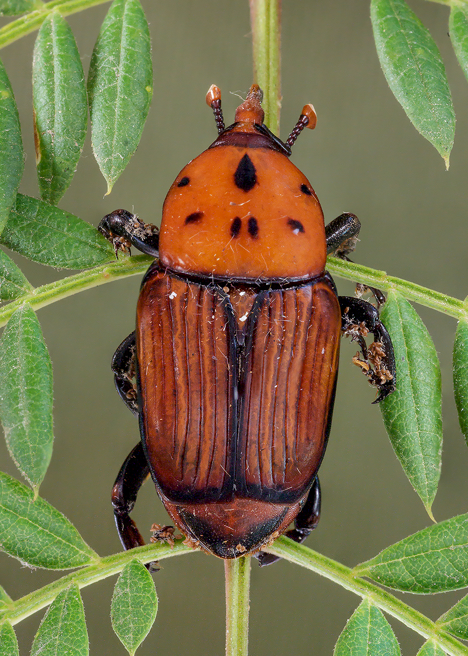 Rhynchophorus-ferrugineu