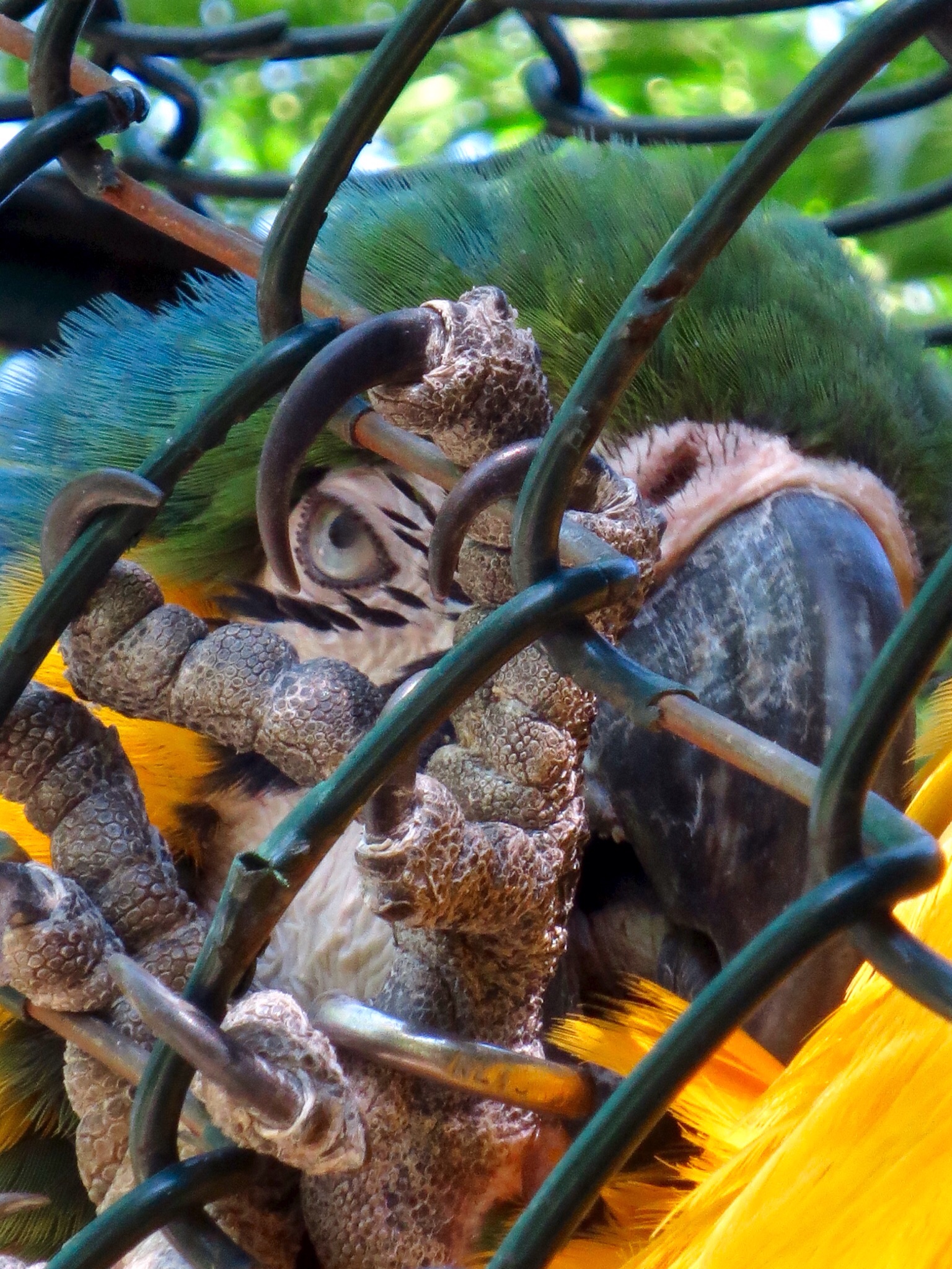 Look Graffiante Ara Yellow and Blue