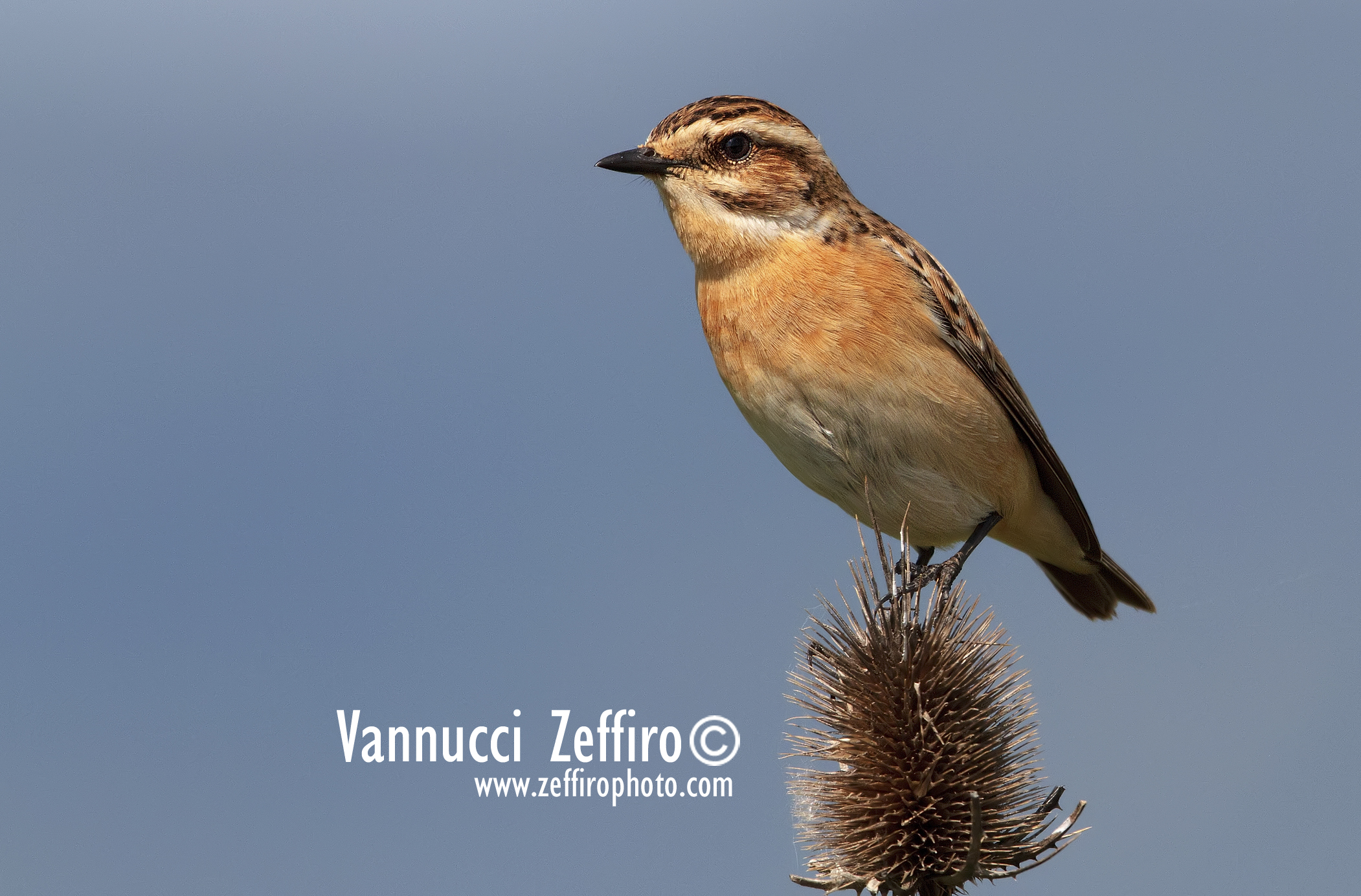 the Whinchat and thistle