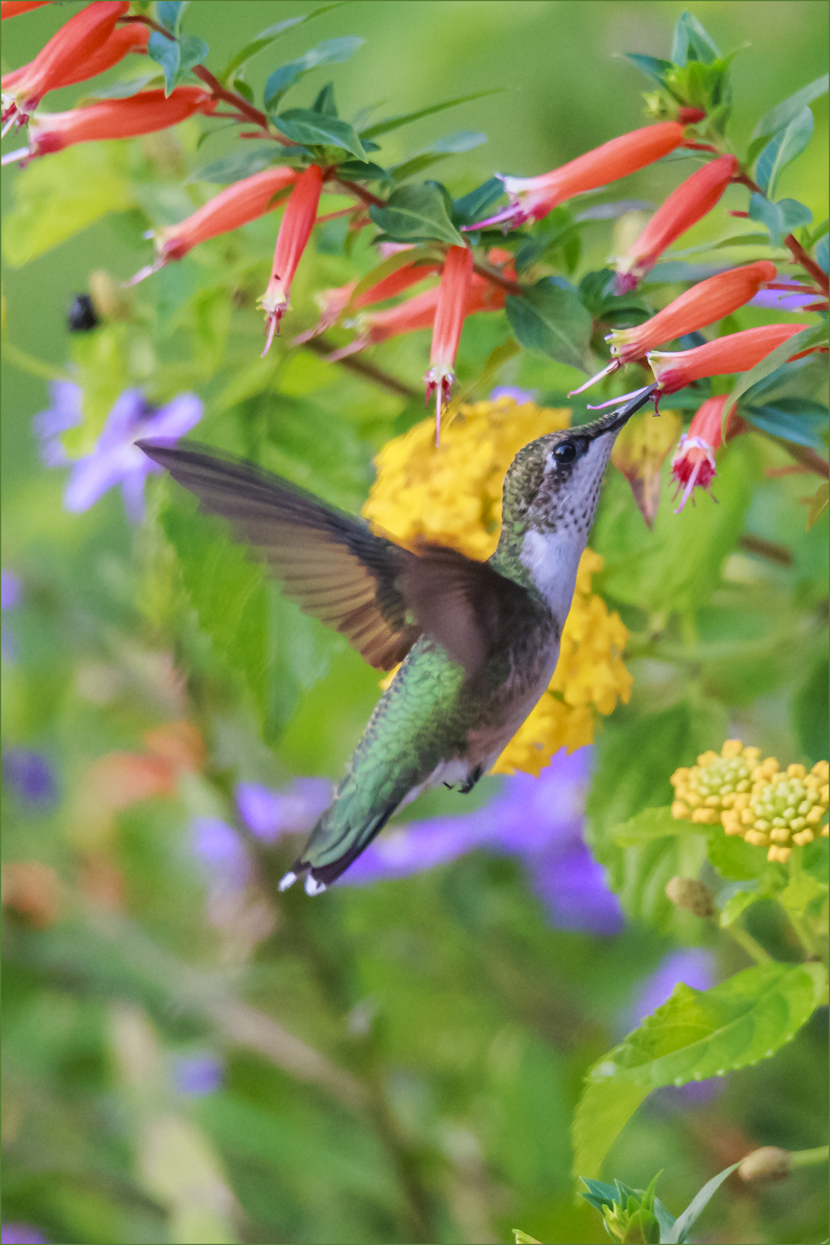 Hummingbird