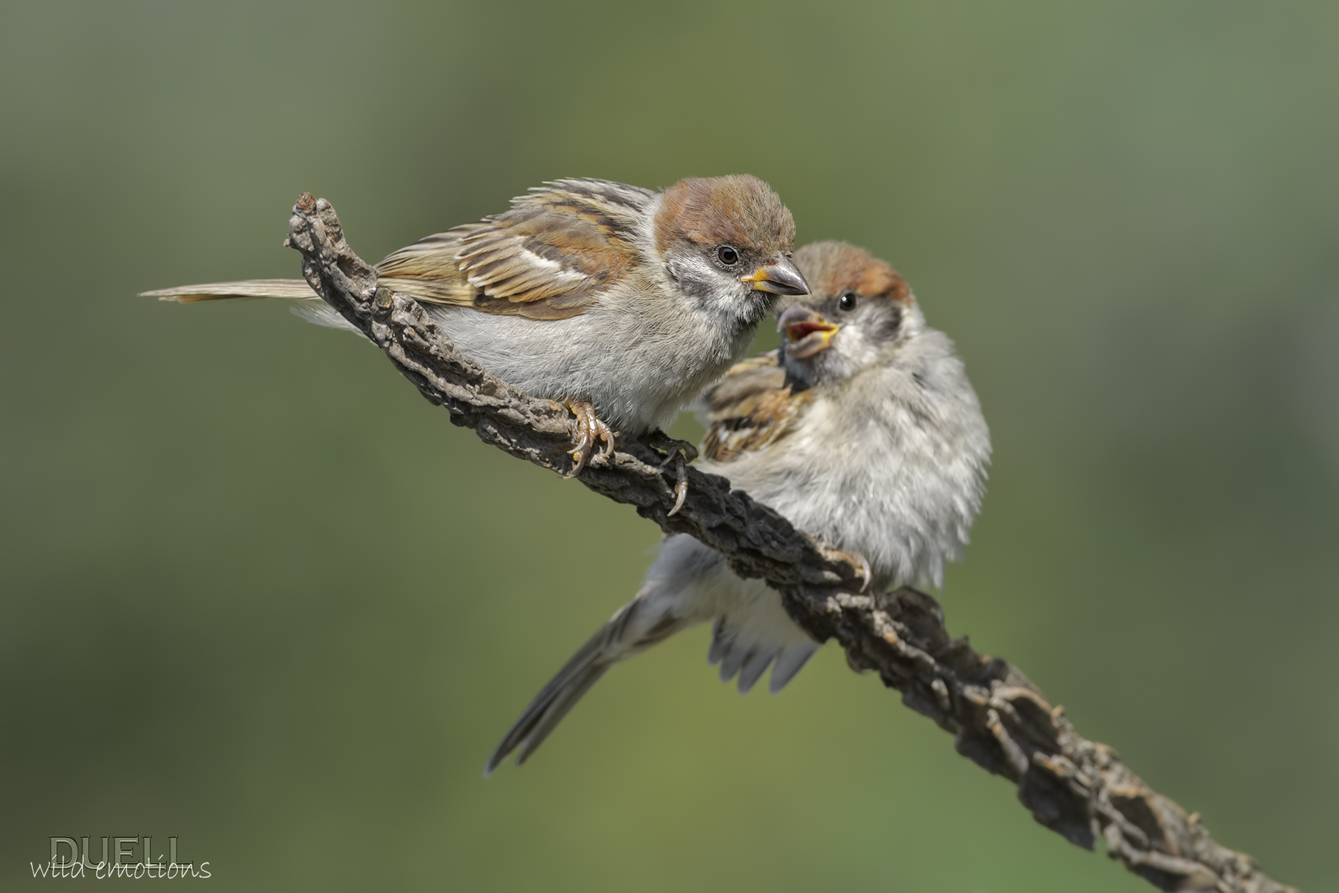 gossip and confidences between sparrows