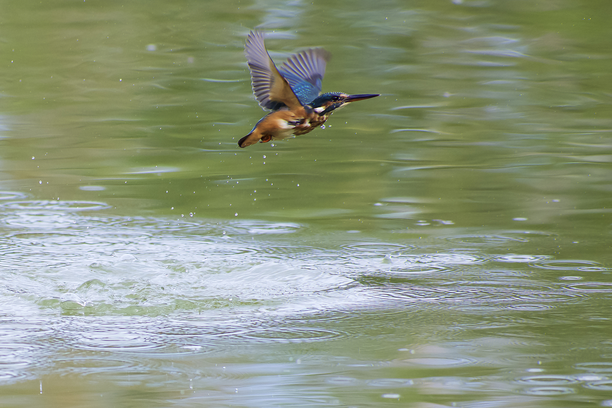 Martin Pescatore n.3