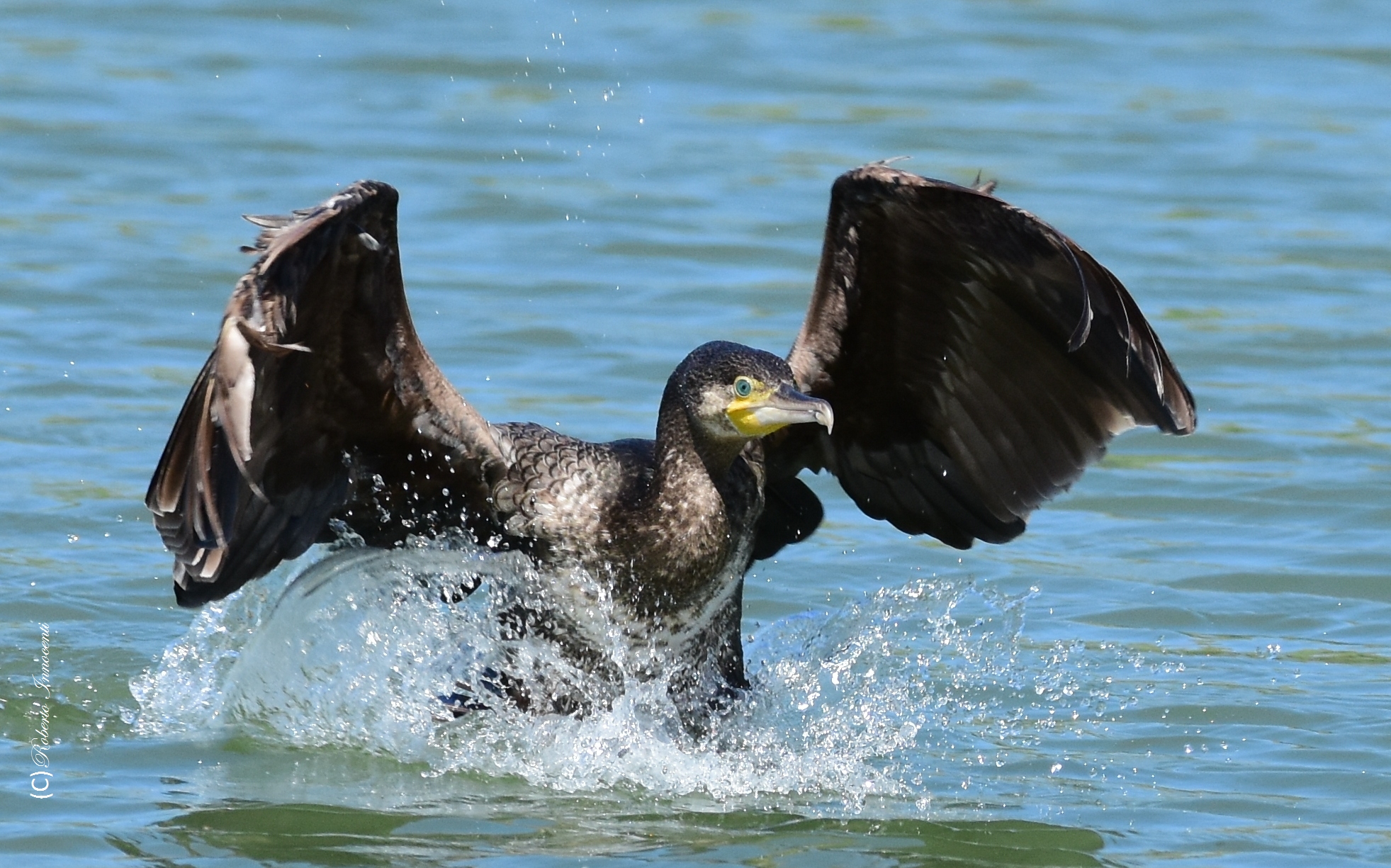Planata del Cormorano.