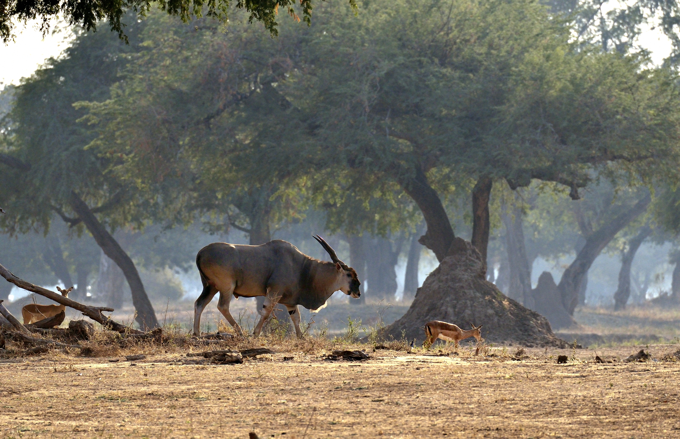 Zimbawe 2015 - Enorme Elan