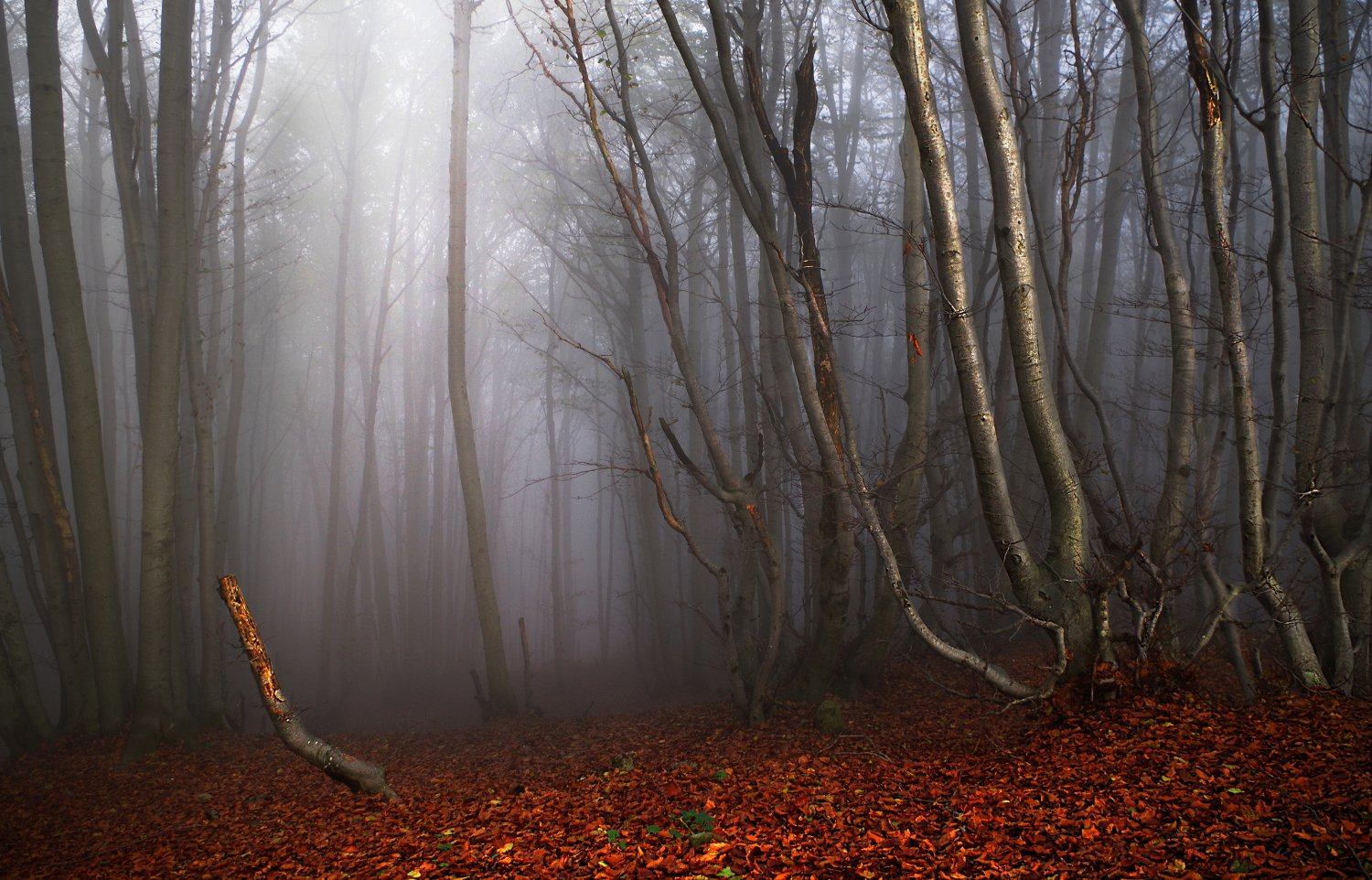 Beech forest in autumn